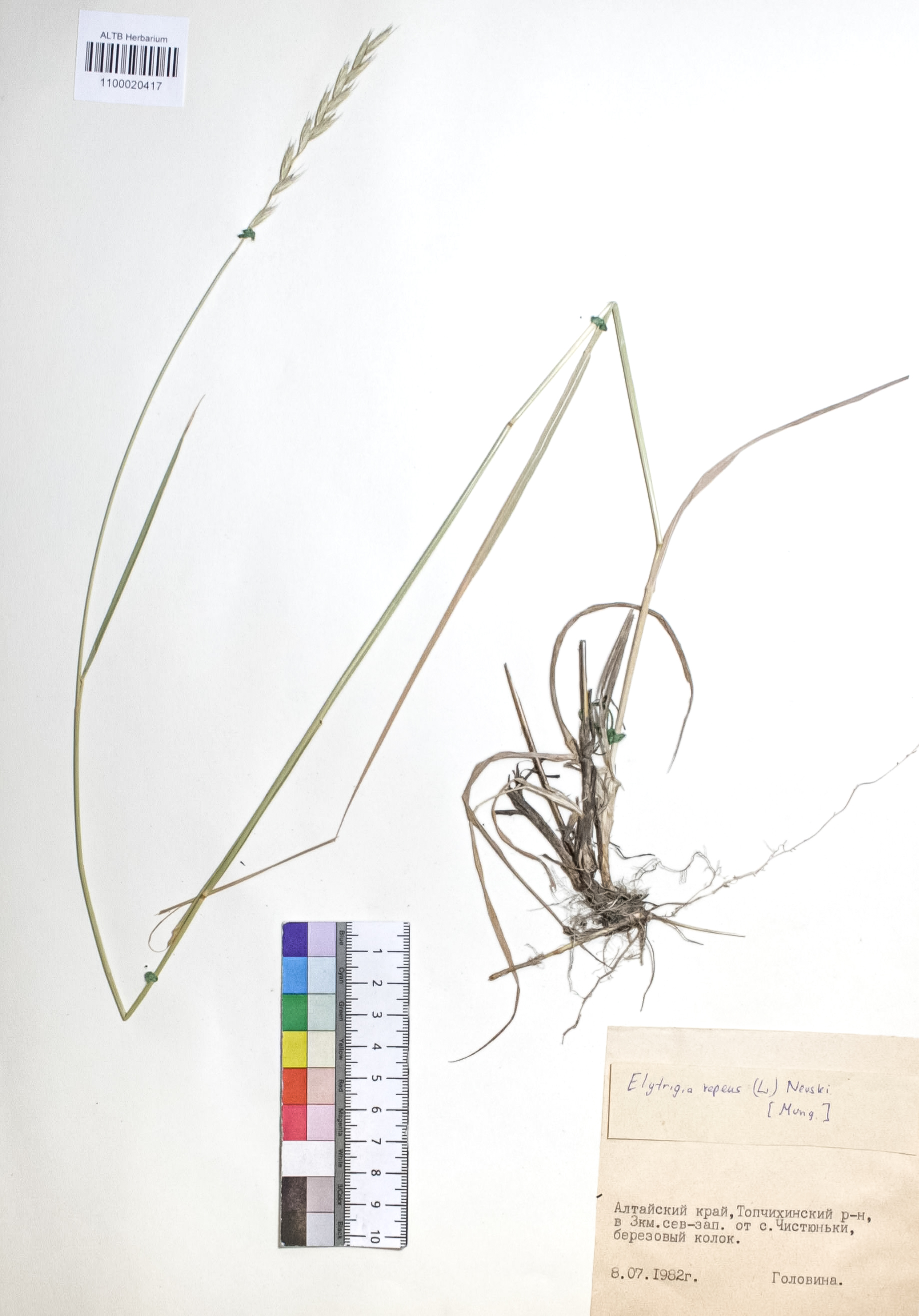 Elytrigia repens (L.) Nevski