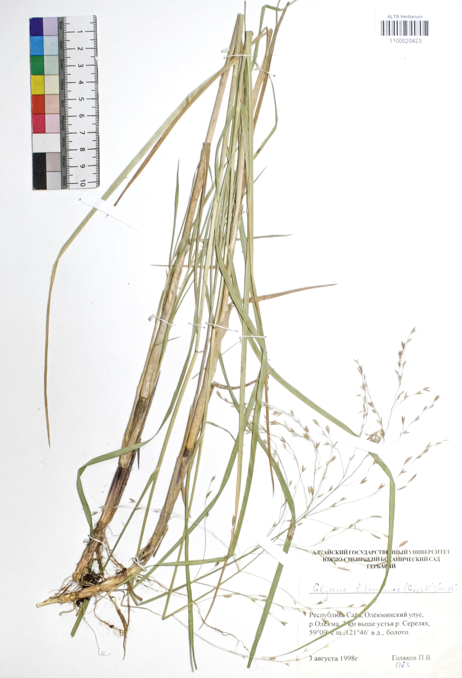 Glyceria lithuanica (Gorski) Gorski.