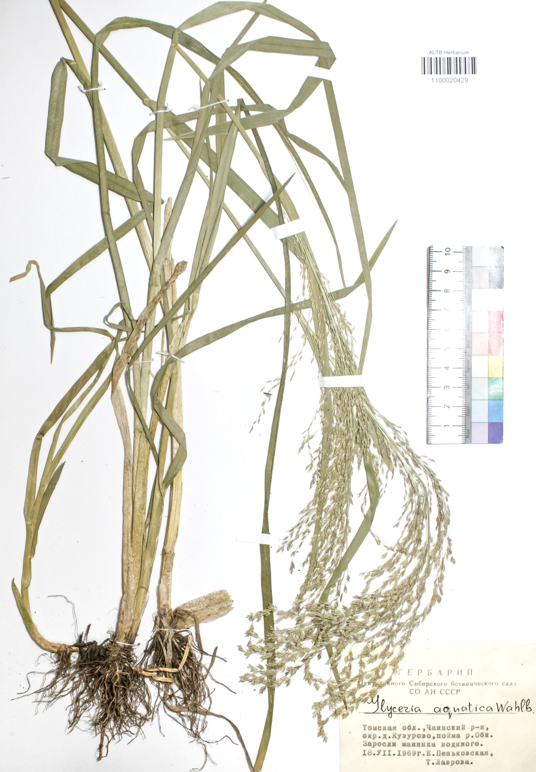 Poaceae,Glyceria aquatica Wahl.