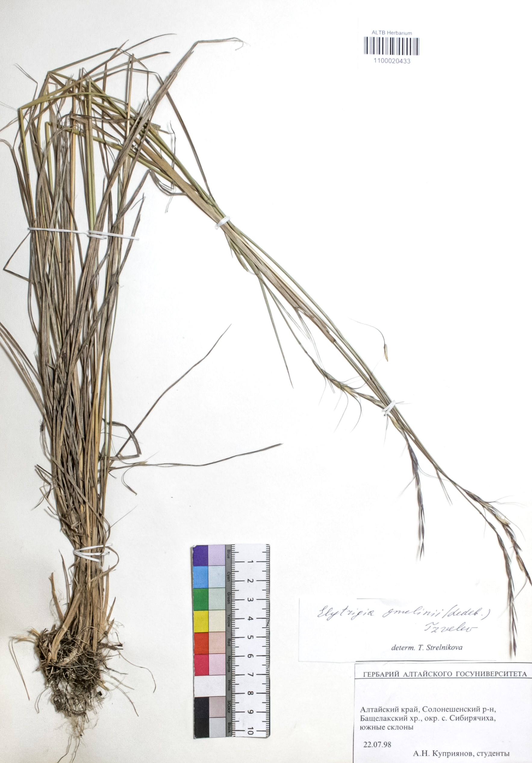 Elytrigia gmelinii (Trin.) Nevski