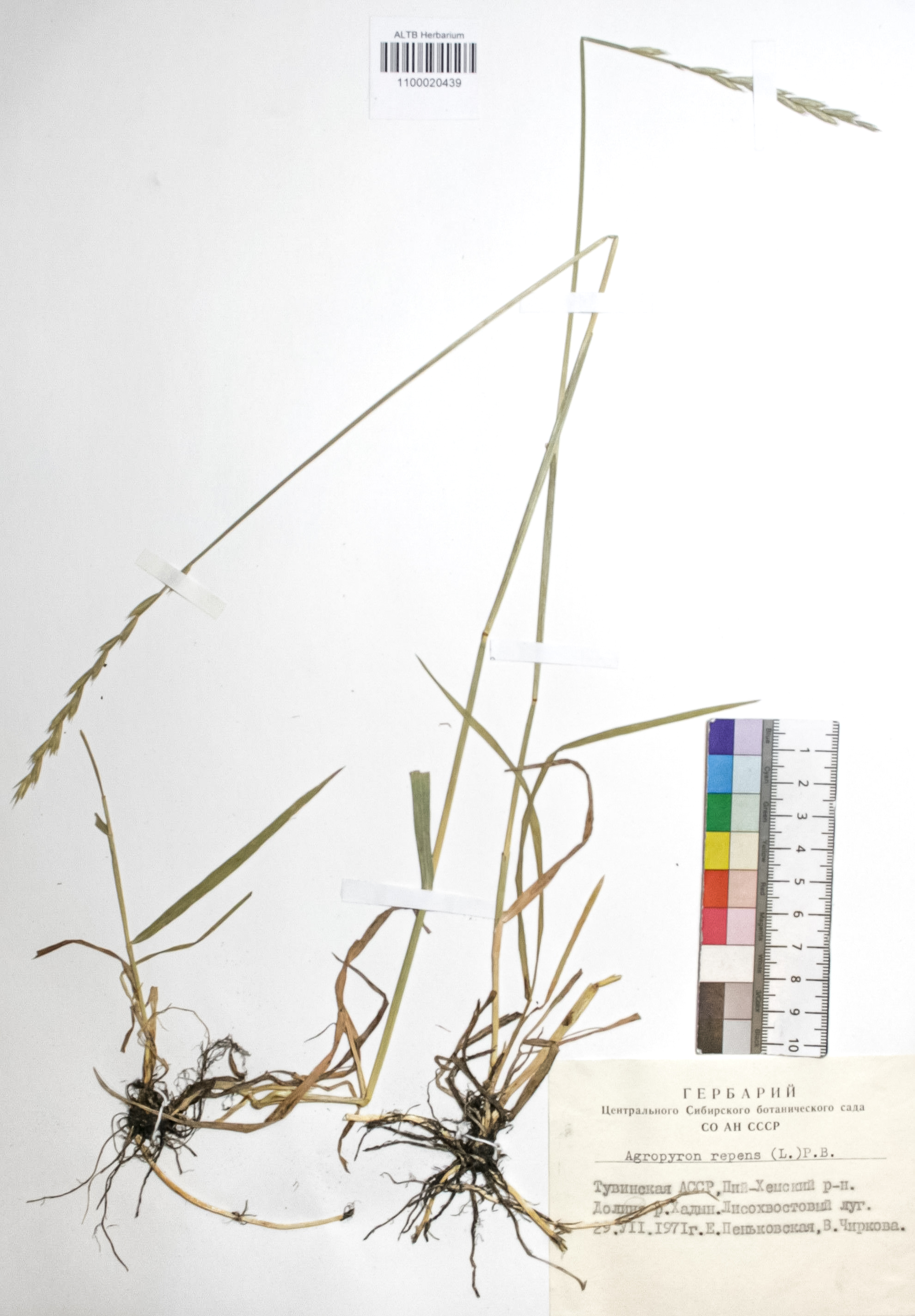 Agropyron repens (L.) P. B.