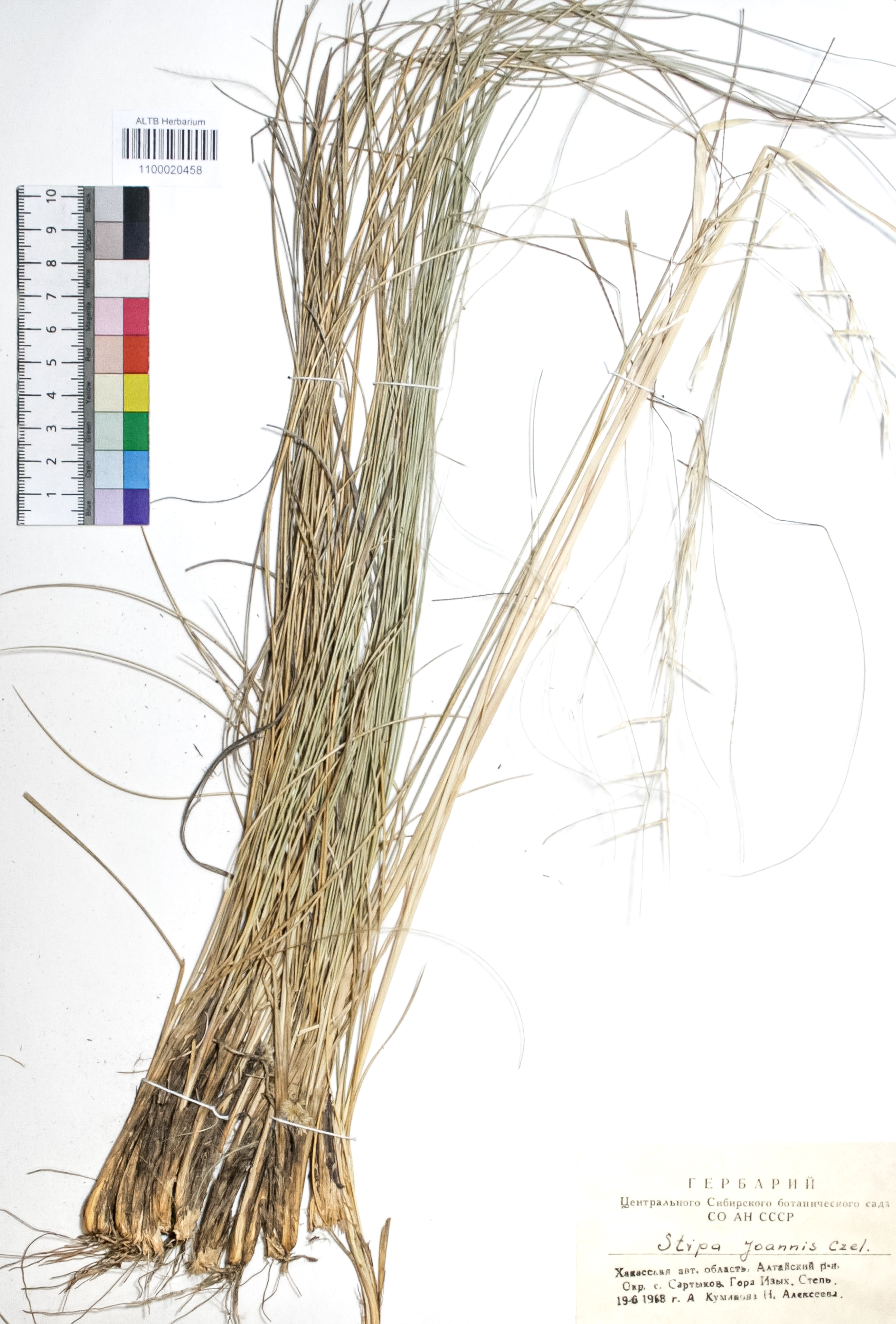 Stipa pennata L.