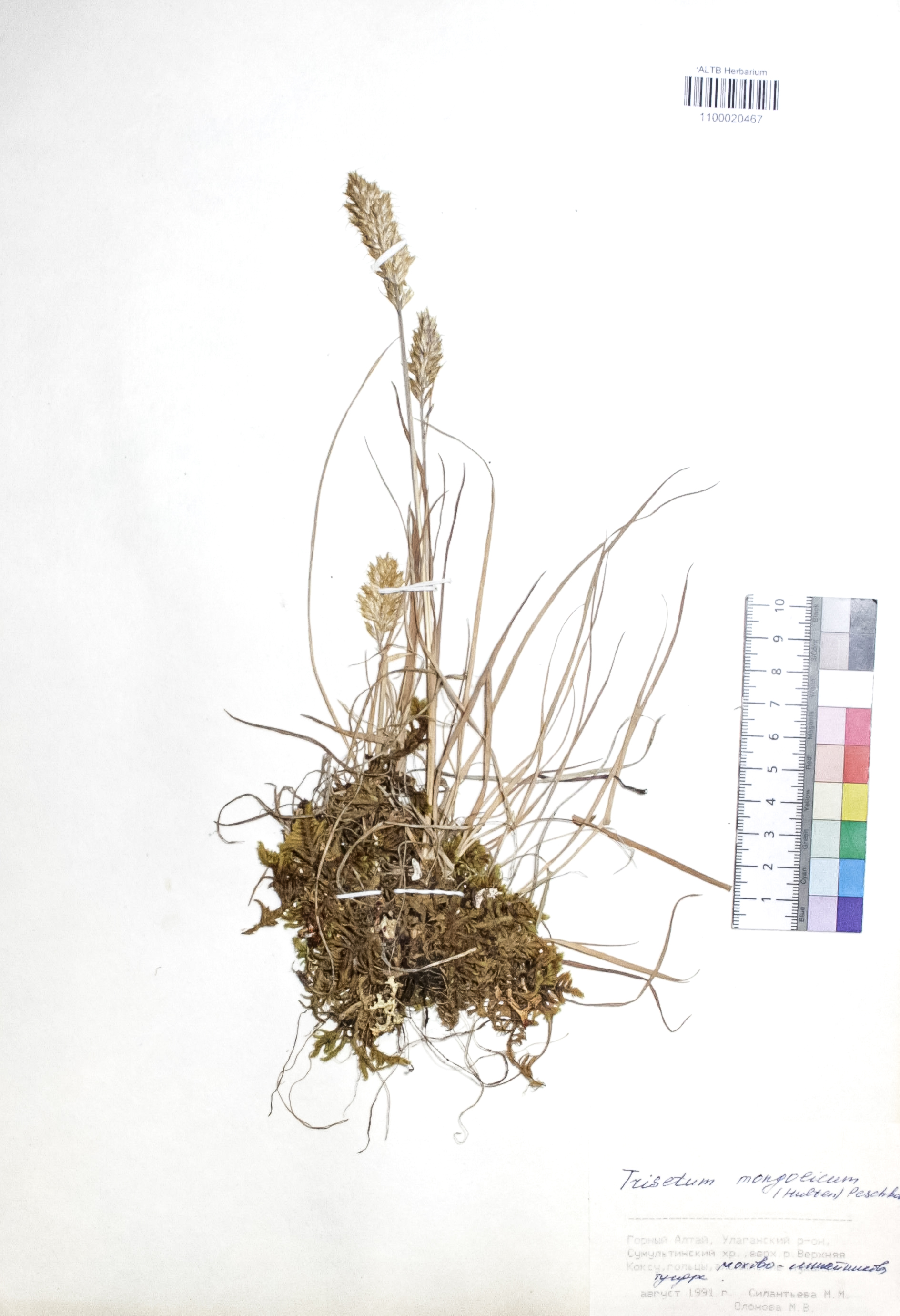 Trisetum mongolicum (Hultén) Peschkova