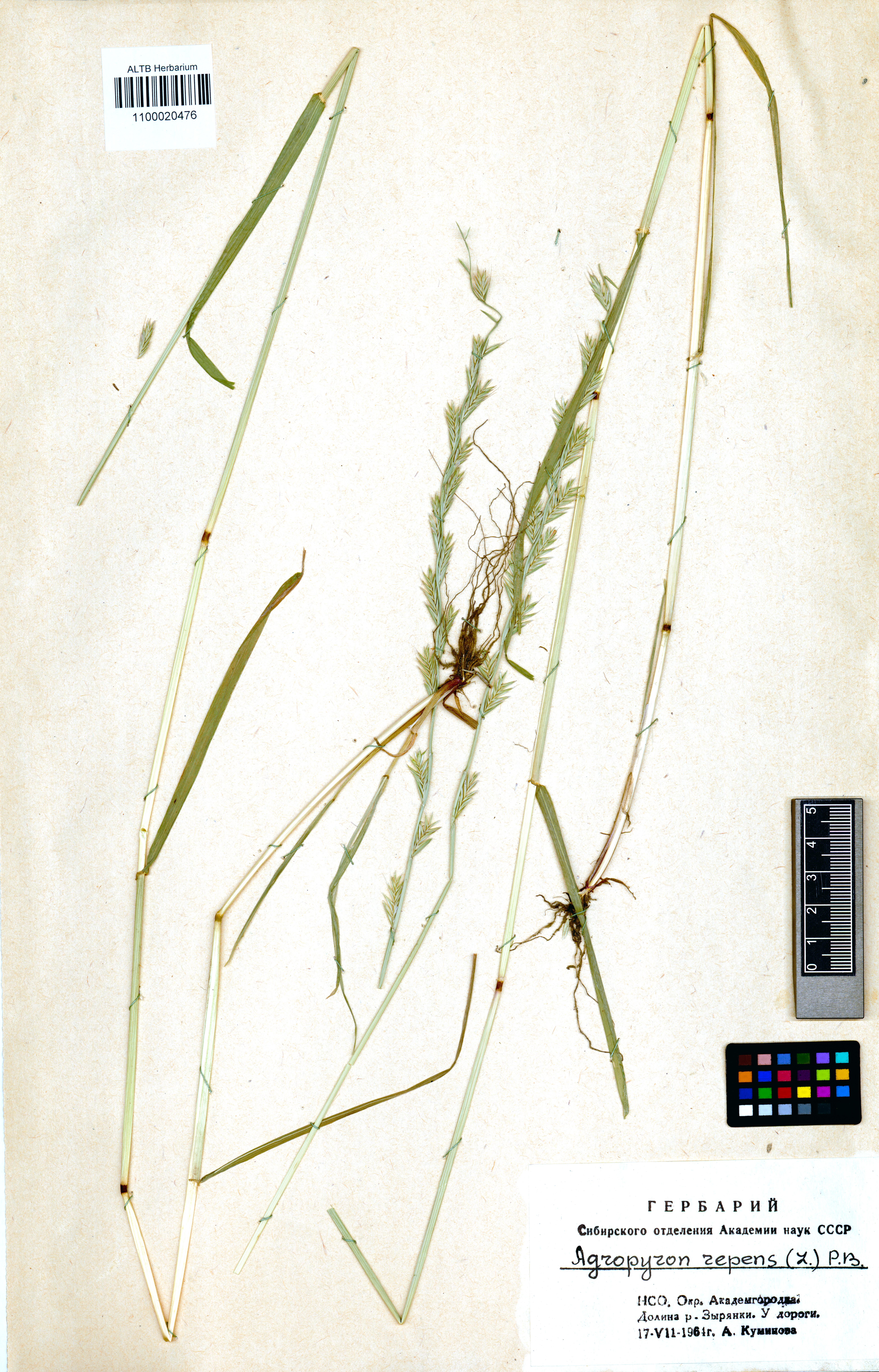 Elytrigia repens (L.) Nevski