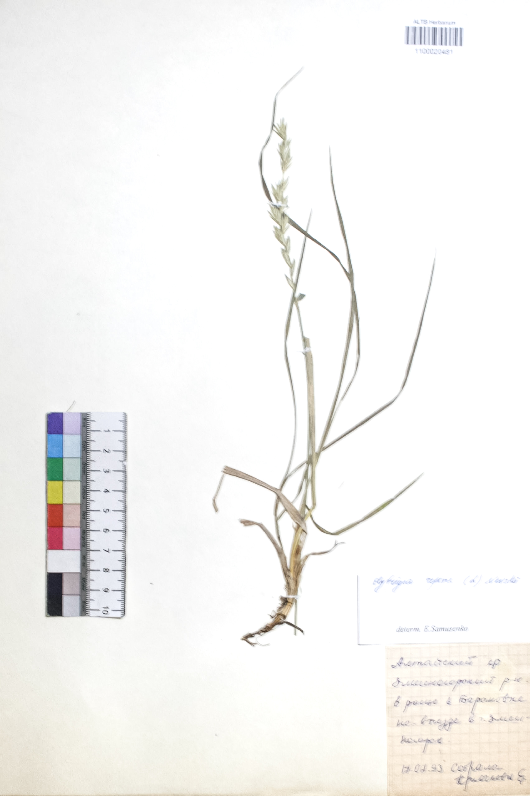 Elytrigia repens (L.) Nevski