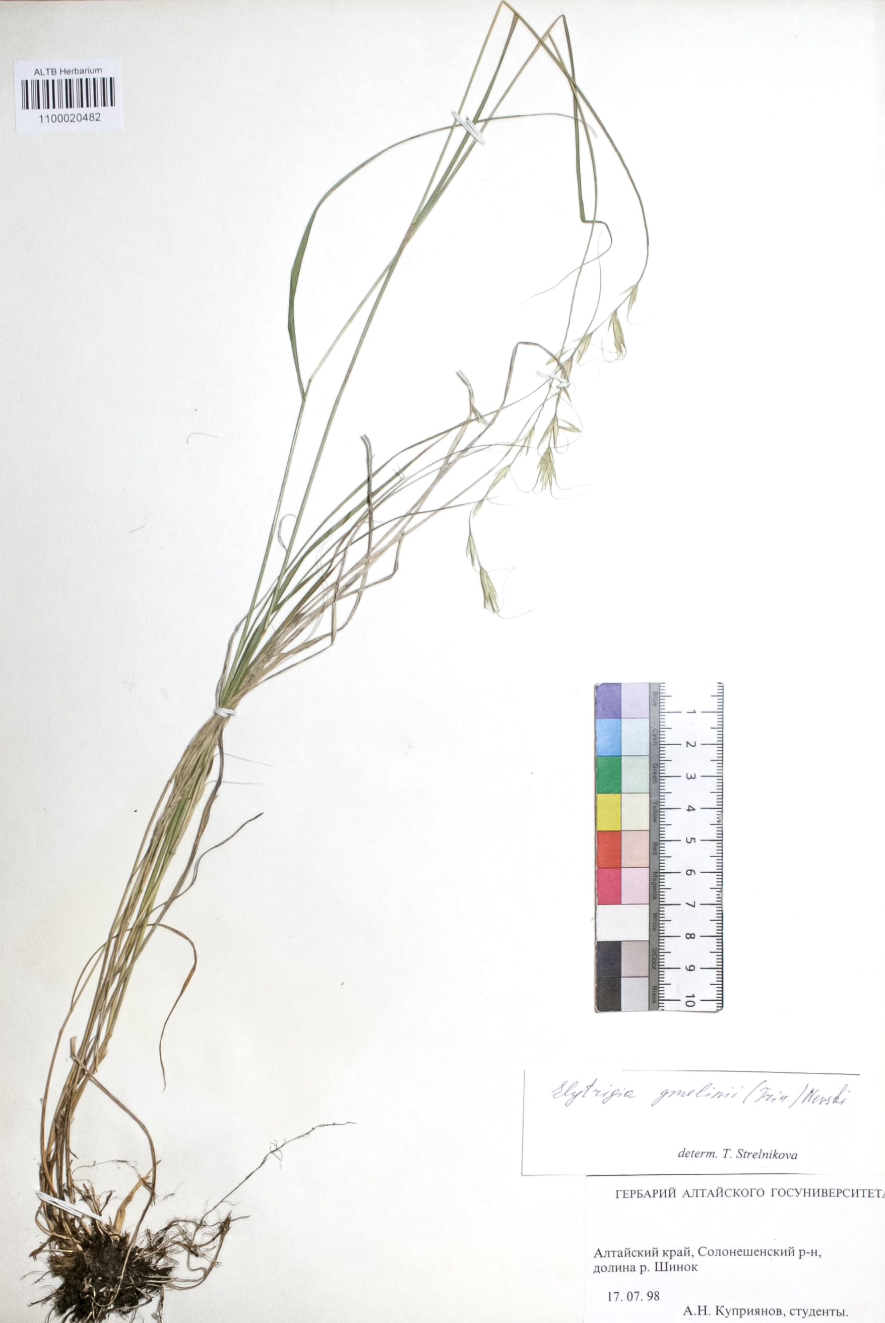 Elytrigia gmelinii (Trin.) Nevski