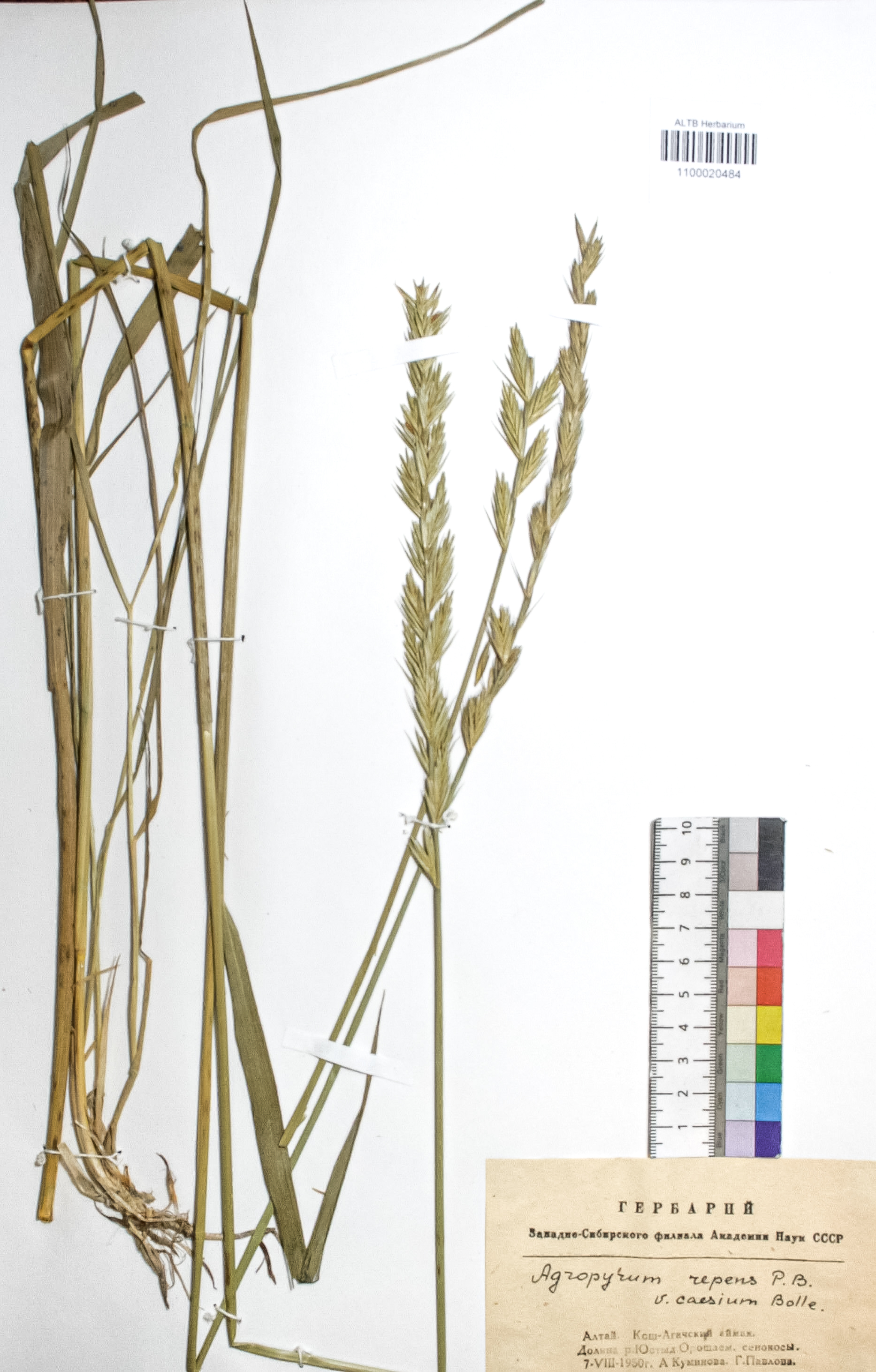 Agropyron repens (L.) P. B.