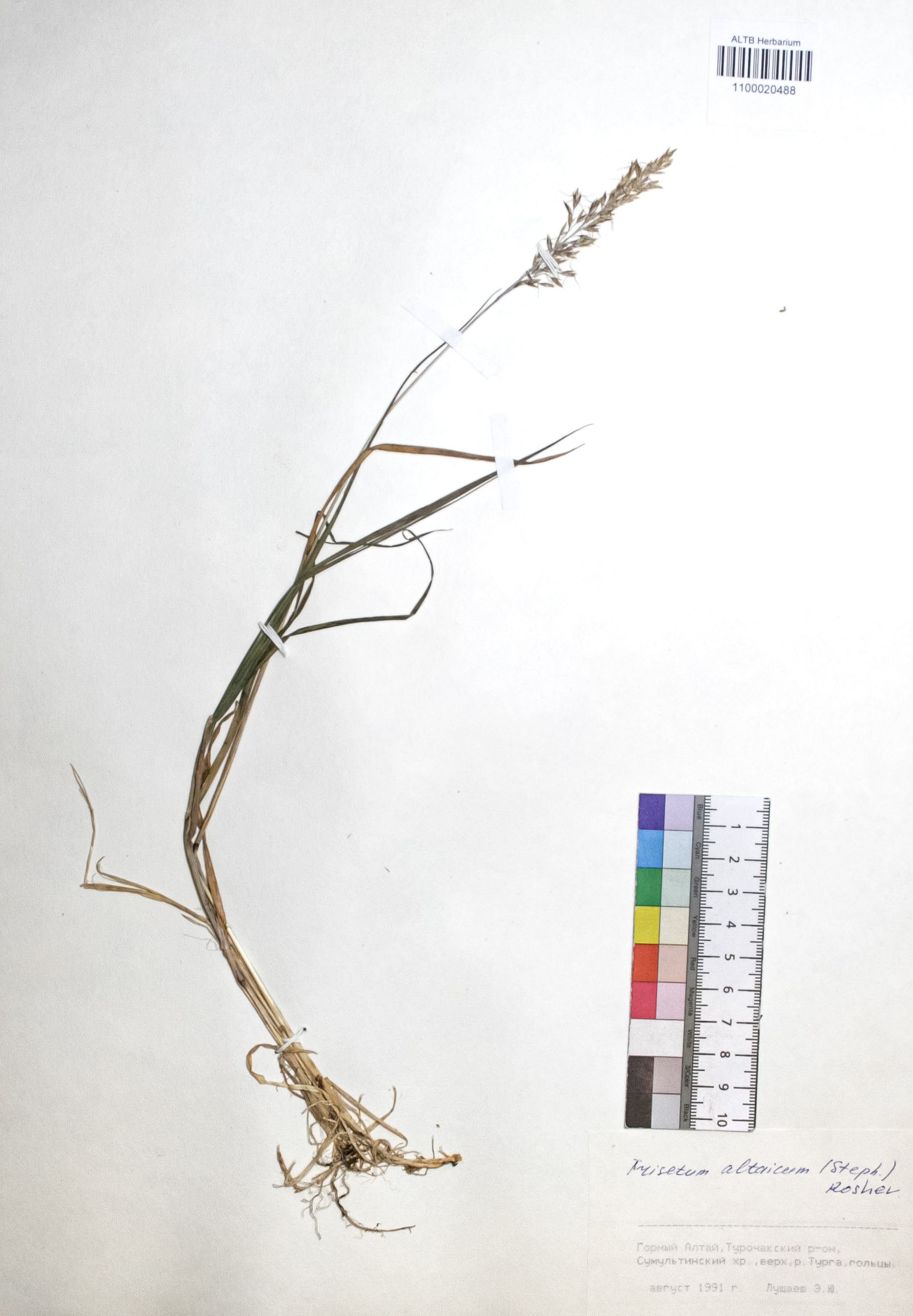 Trisetum altaicum (Steph.) Roshev.