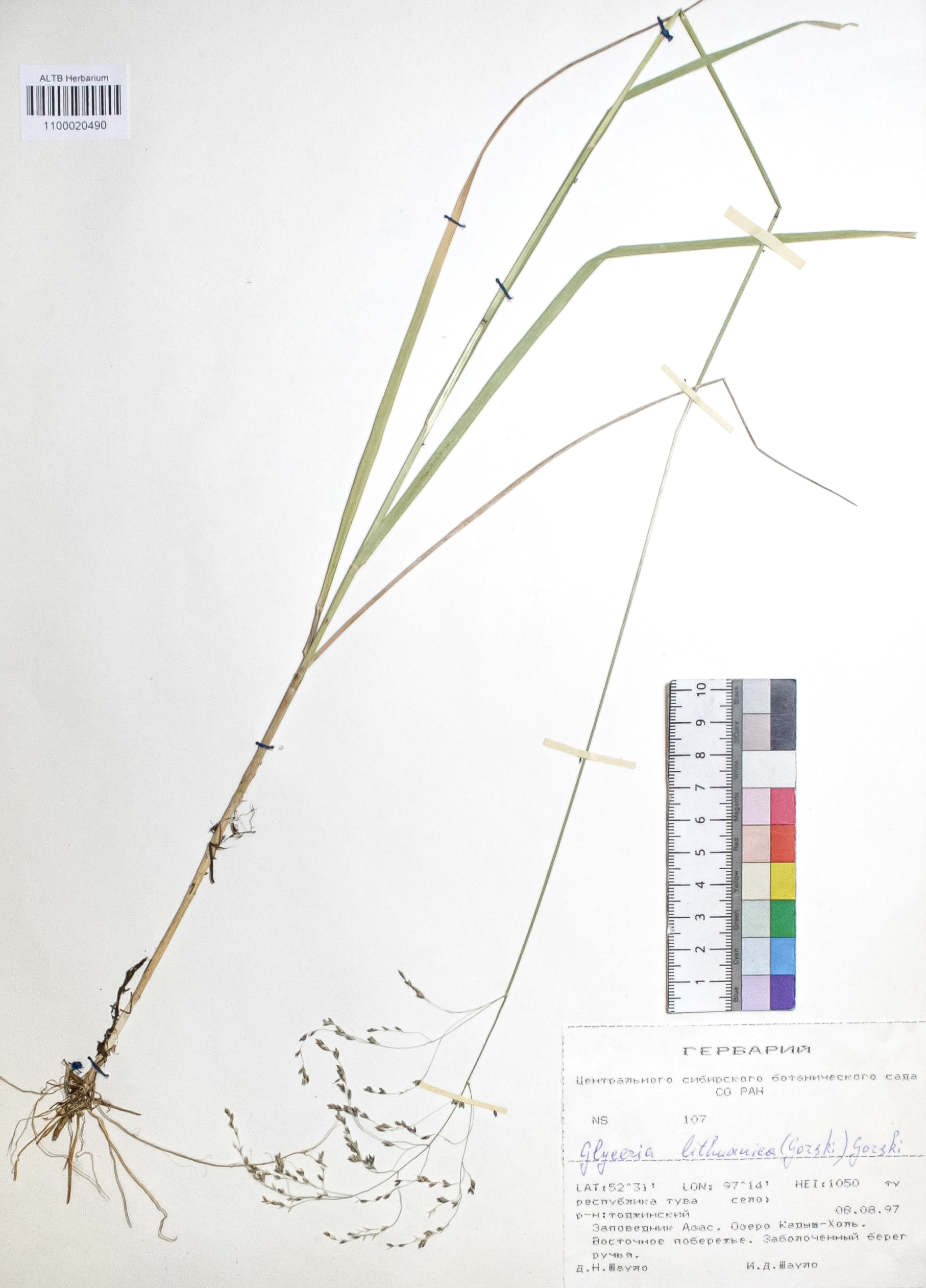 Glyceria lithuanica (Gorski) Gorski.