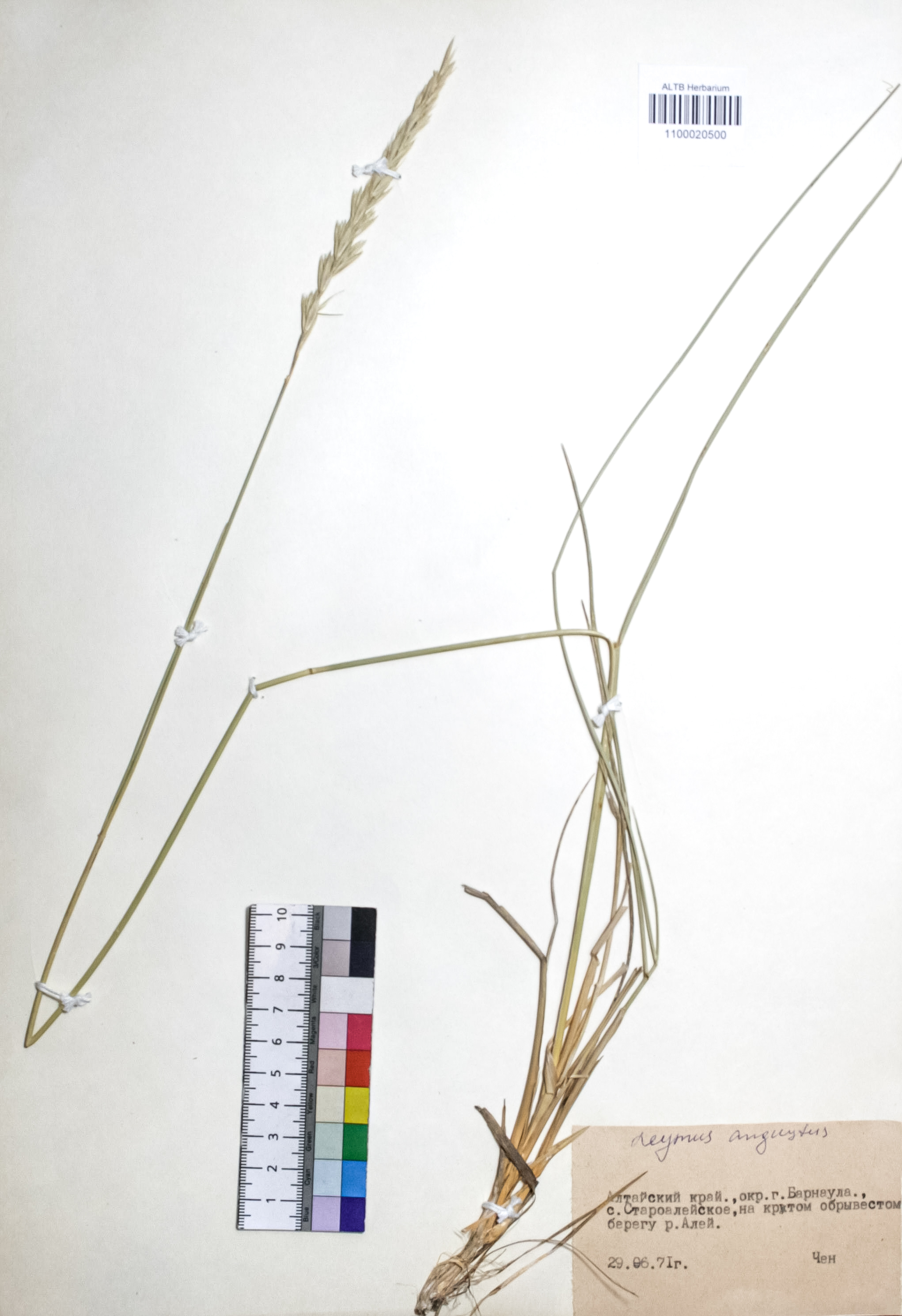 Leymus angustus (Trin.) Pilg.