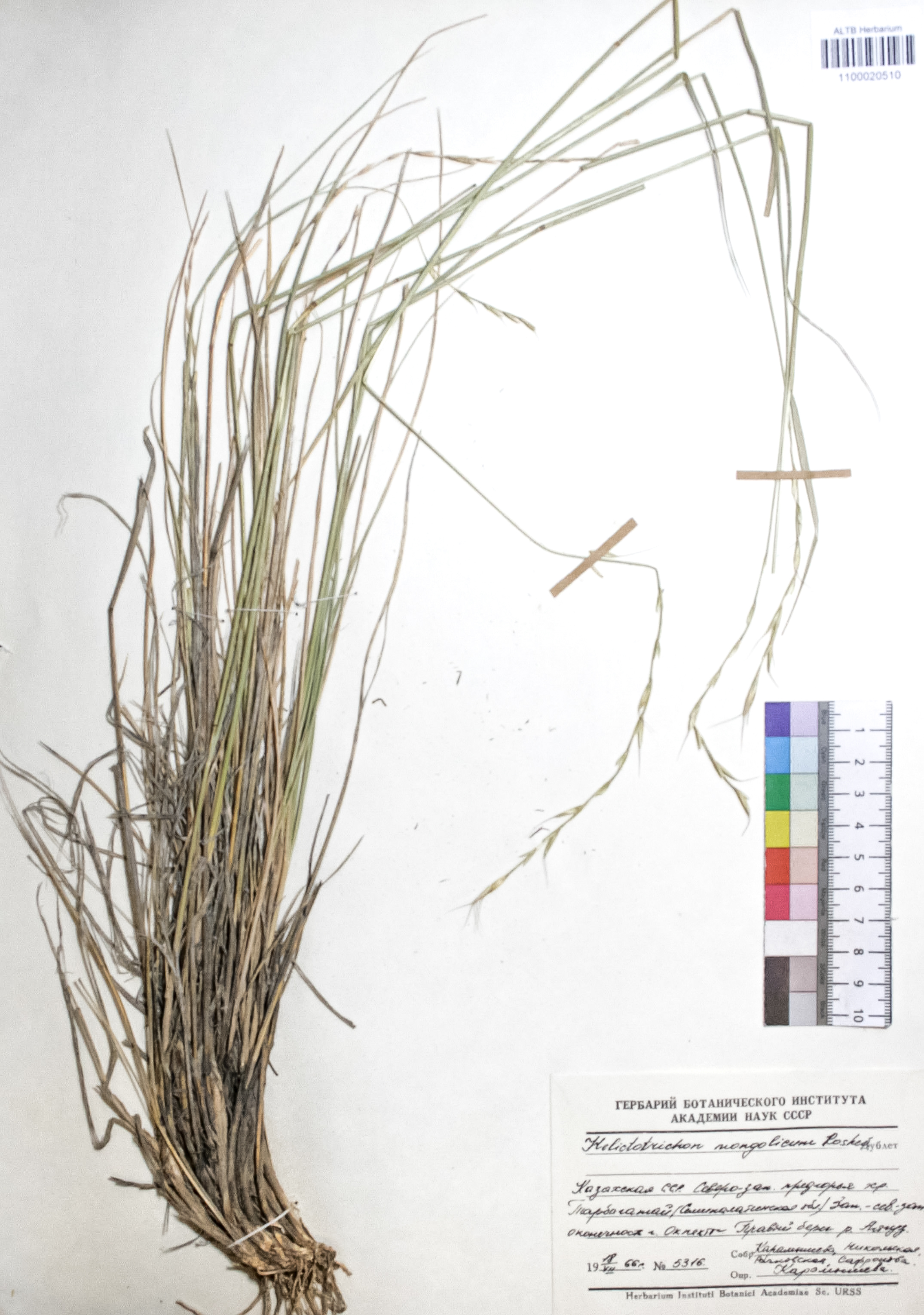 Helictotrichon mongolicum Roshev.