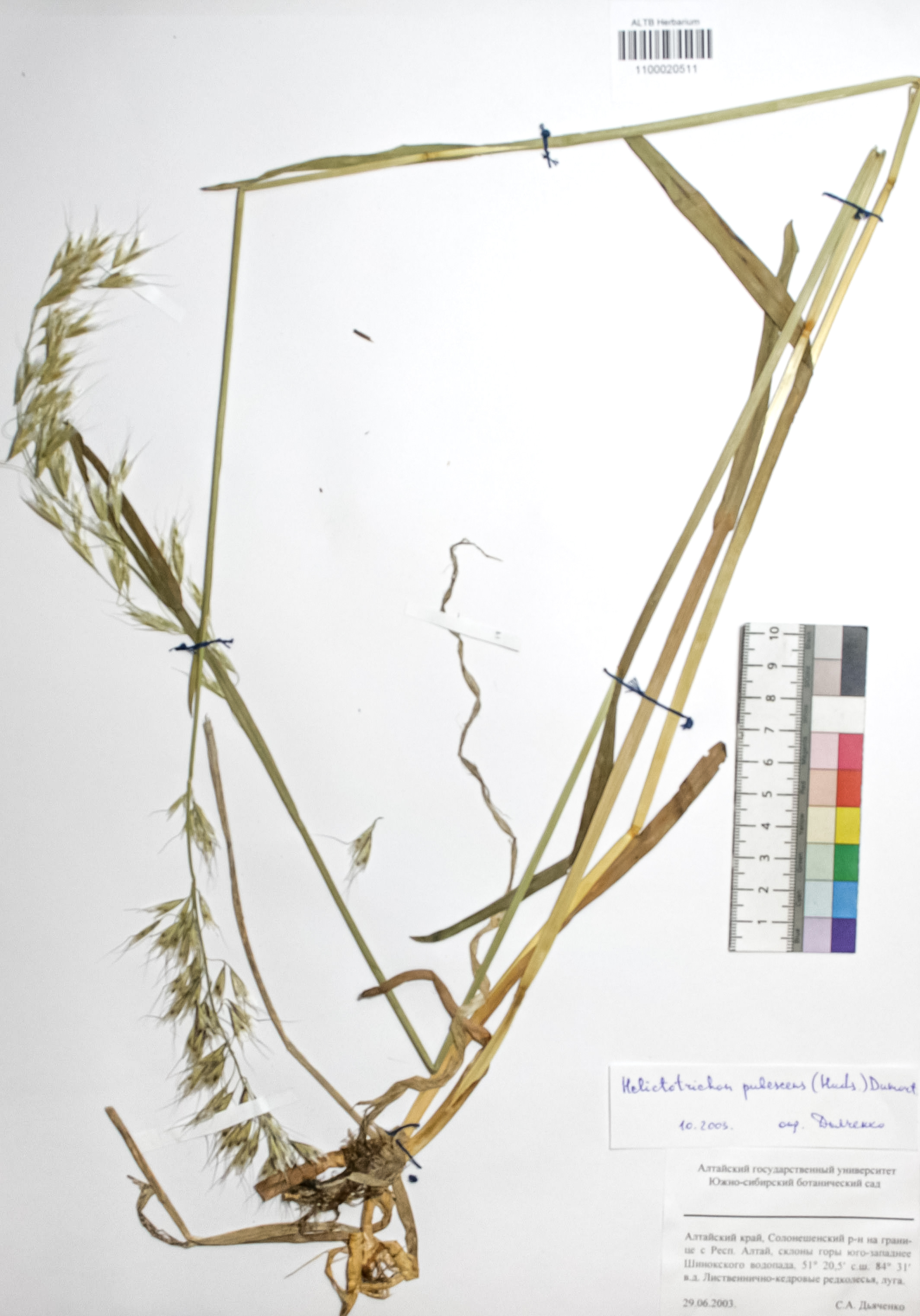 Helictotrichon pubescens (Huds.) Pilg.