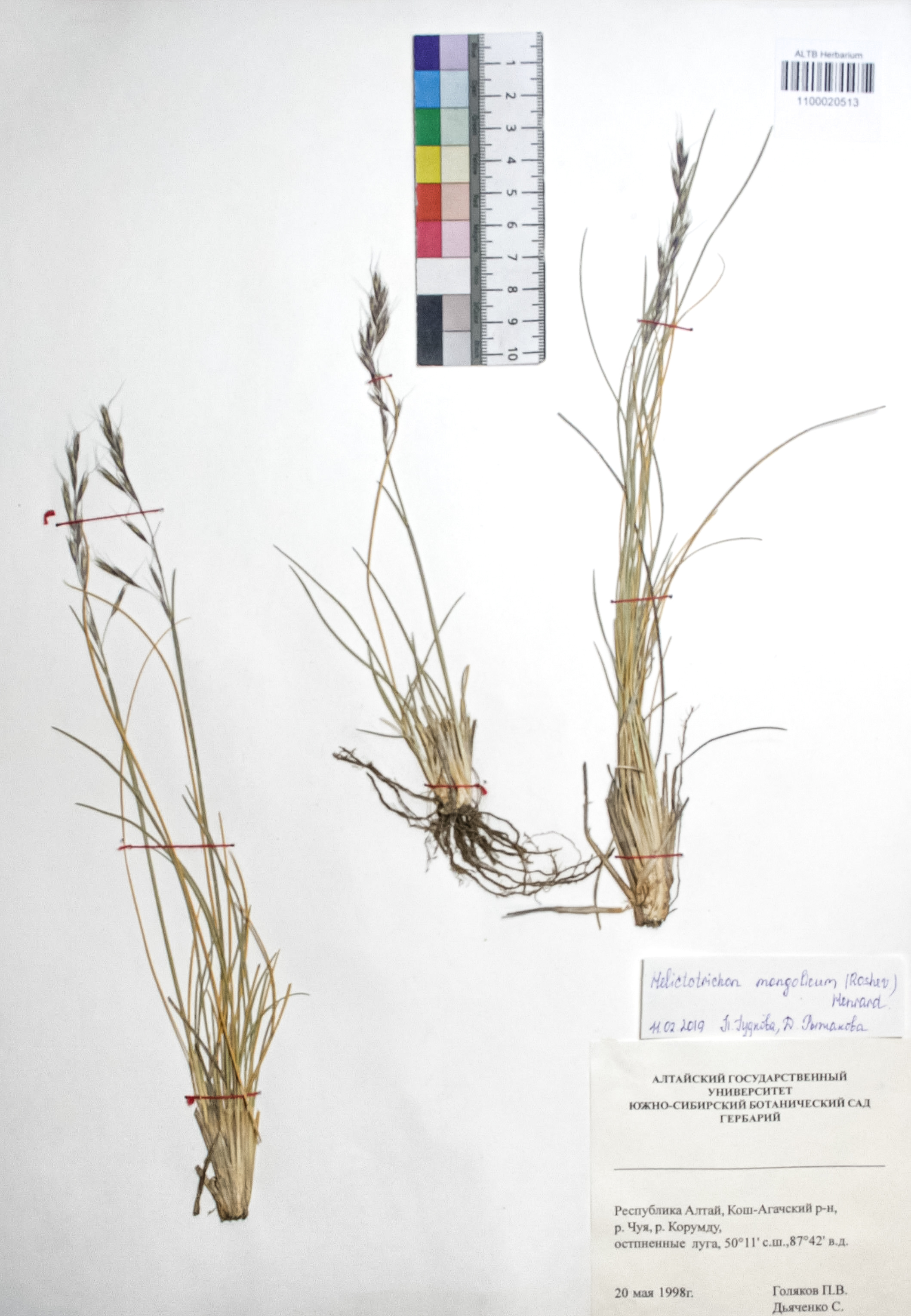 Helictotrichon mongolicum Roshev.