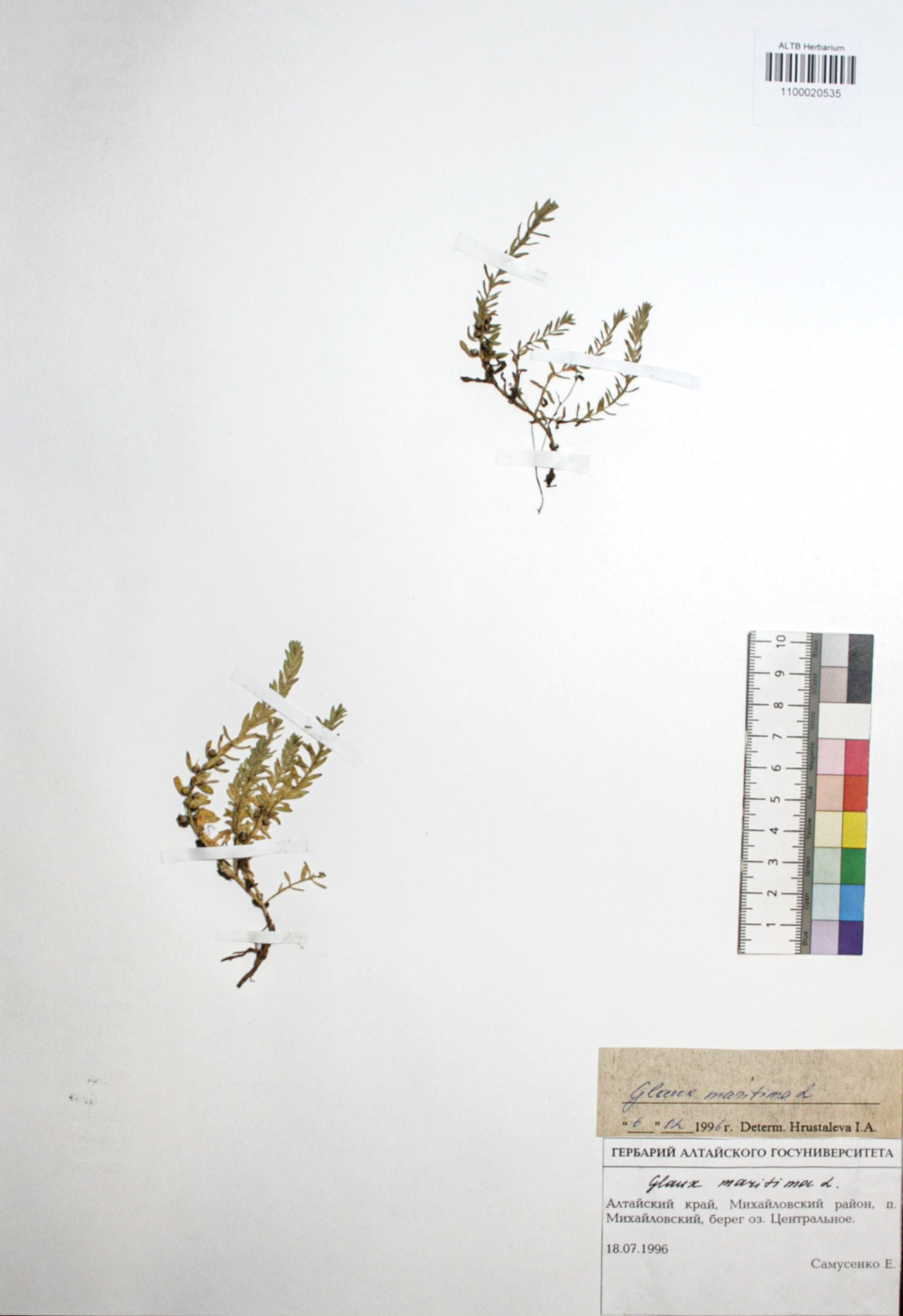 Glaux maritima L.