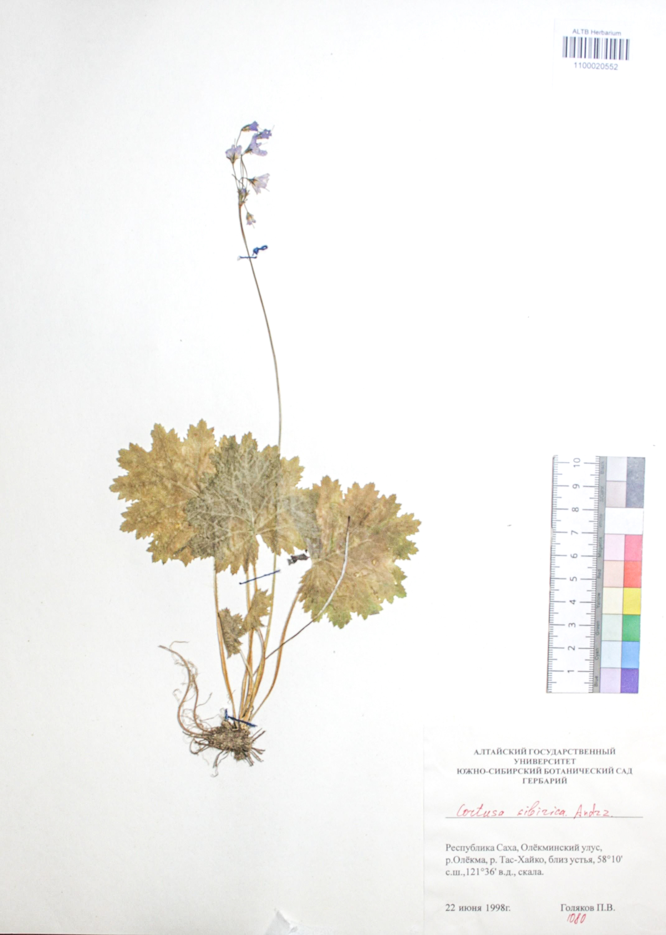 Cortusa altaica Losinsk.