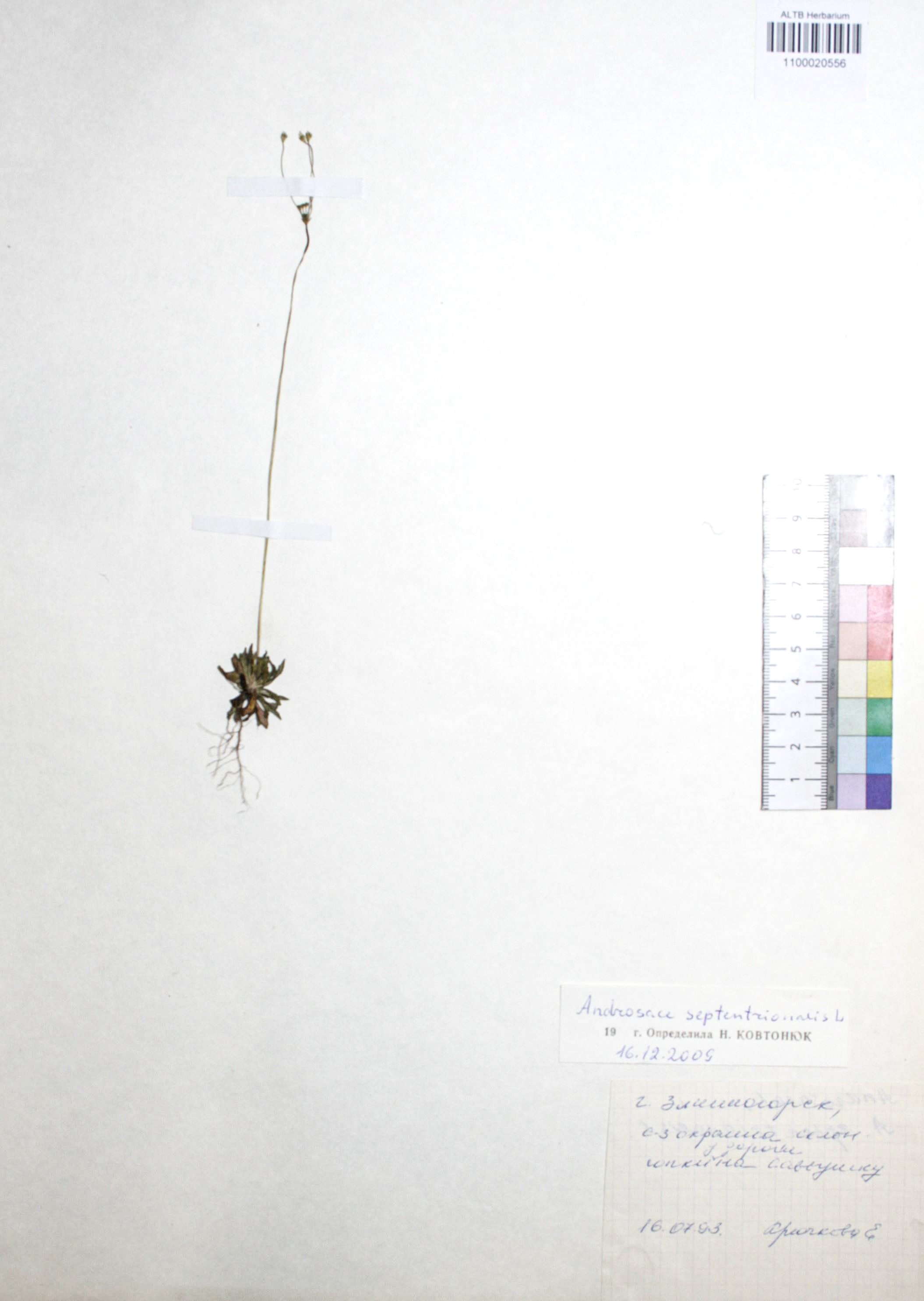 Androsace septentrionalis L.