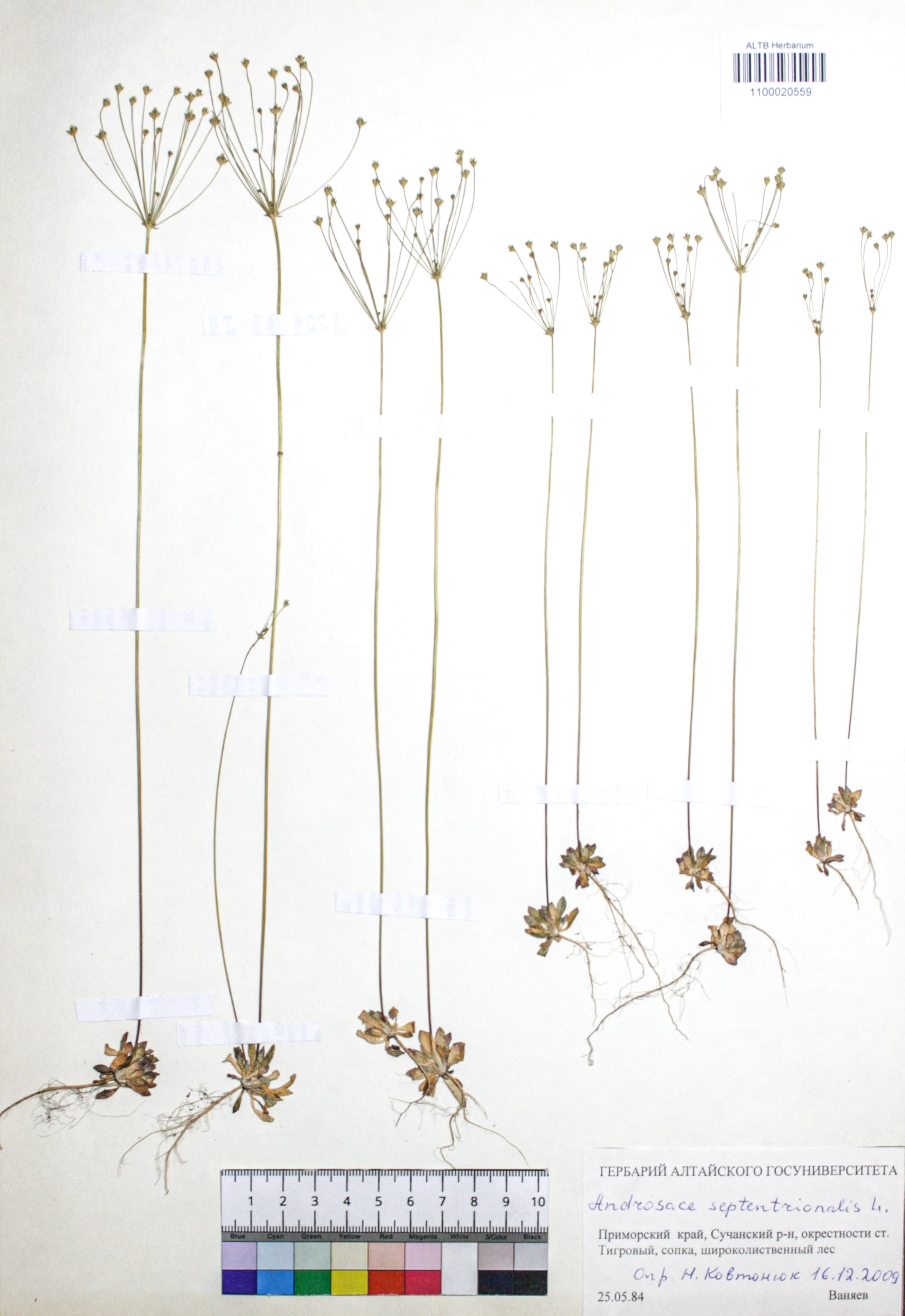 Androsace septentrionalis L.