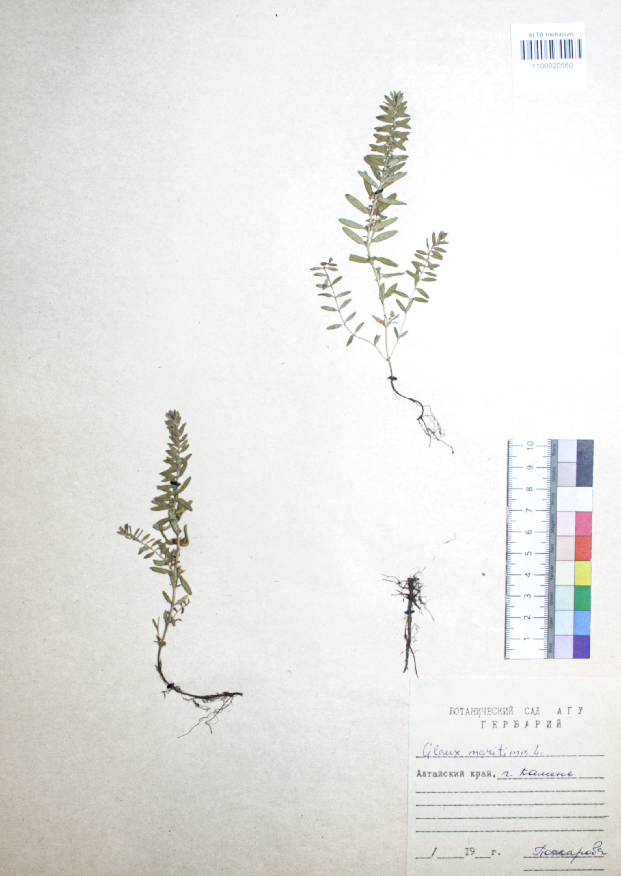 Glaux maritima L.
