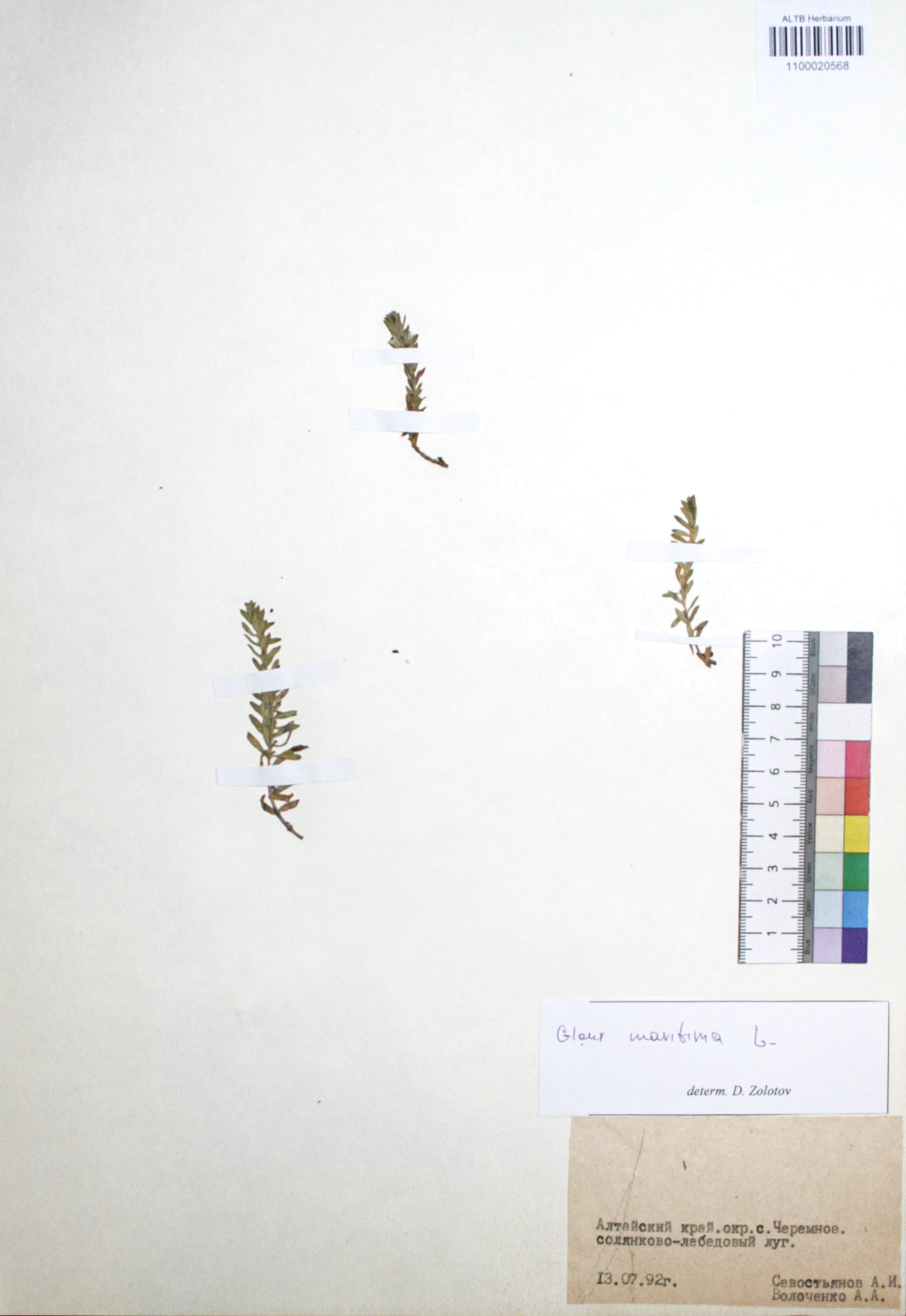 Glaux maritima L.