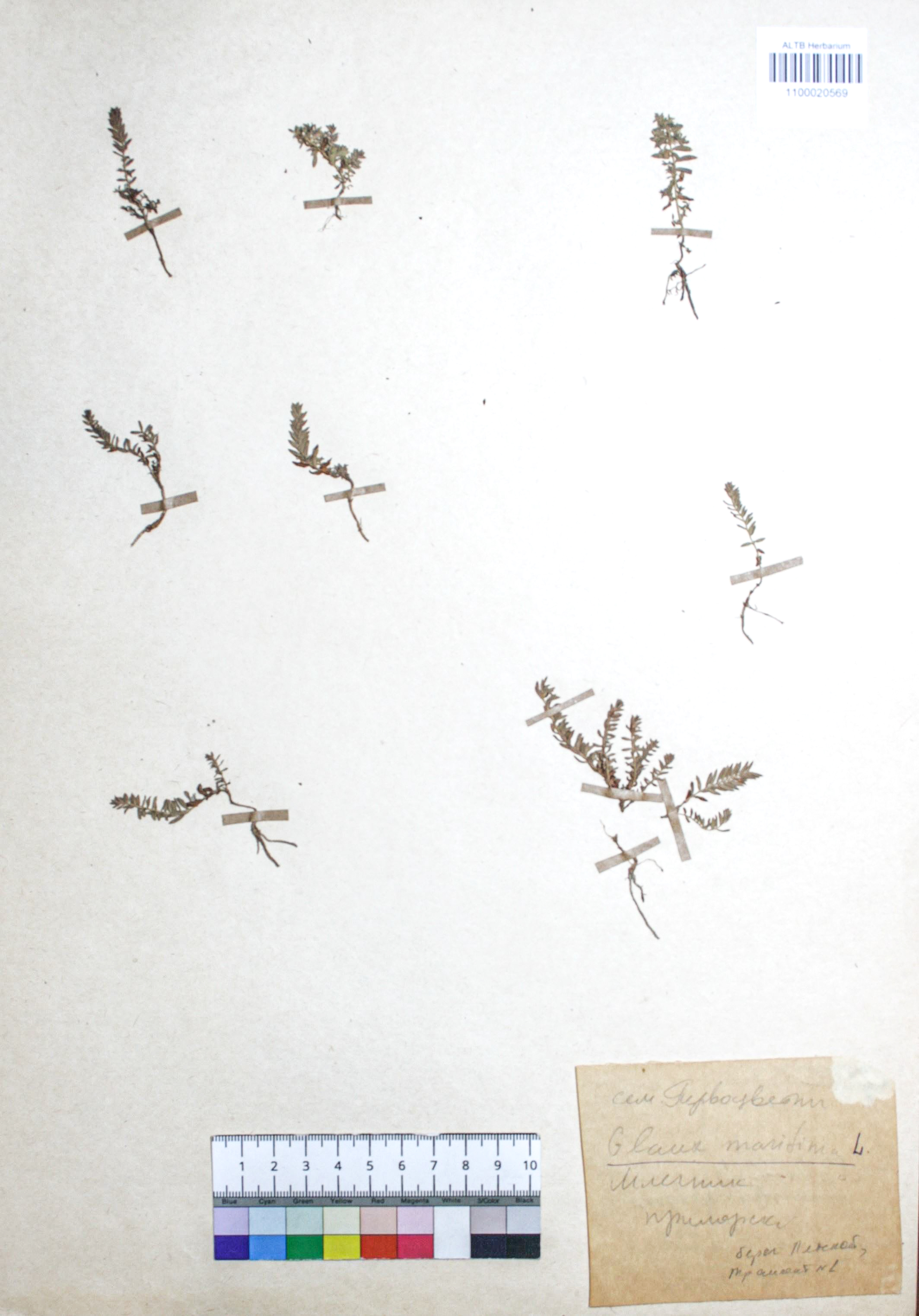 Glaux maritima L.