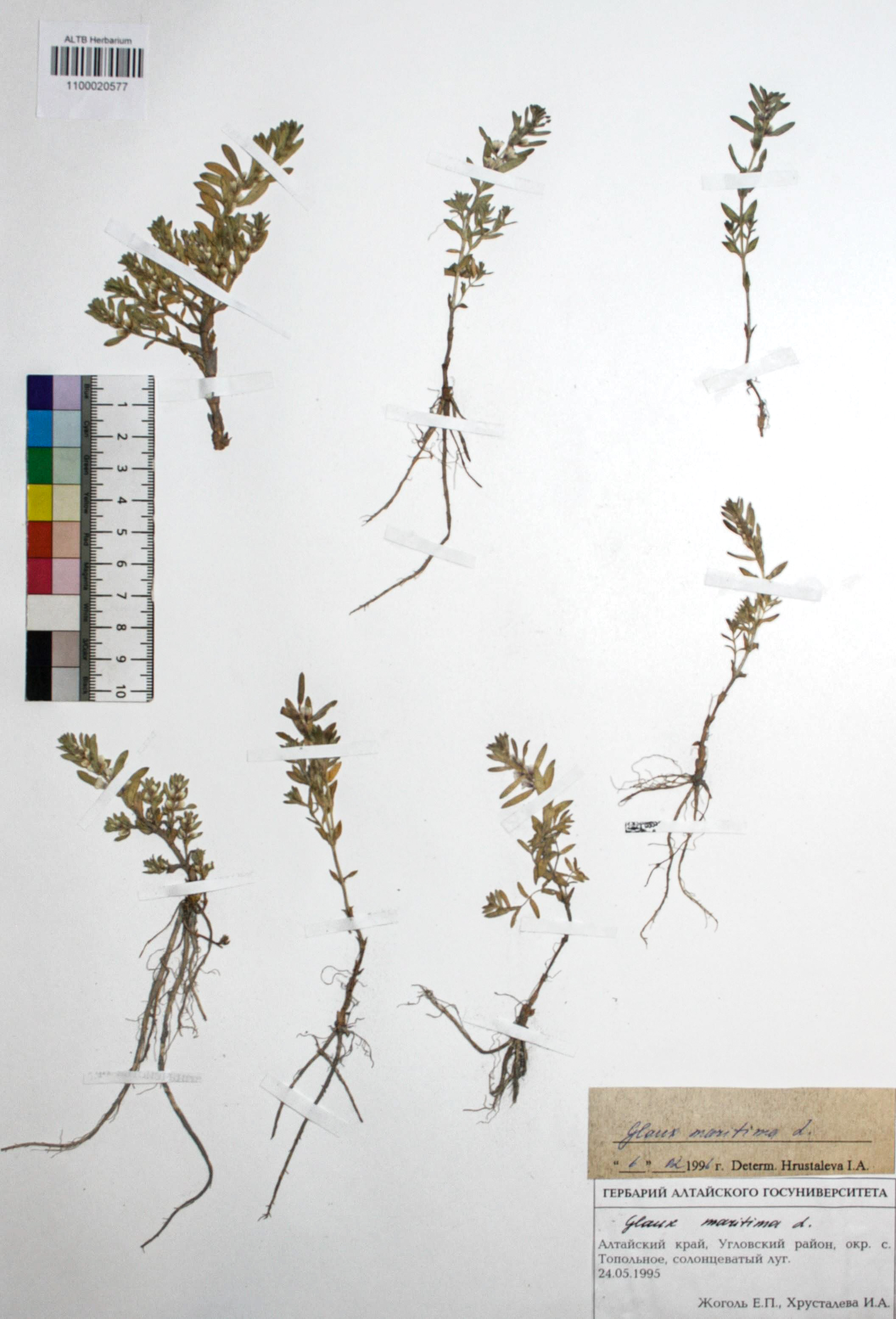 Glaux maritima L.