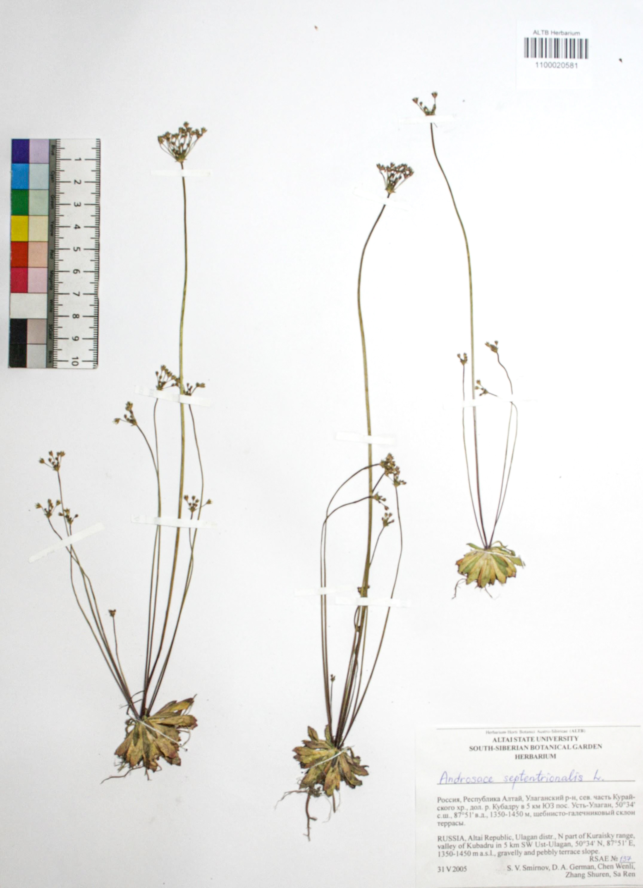 Androsace septentrionalis L.