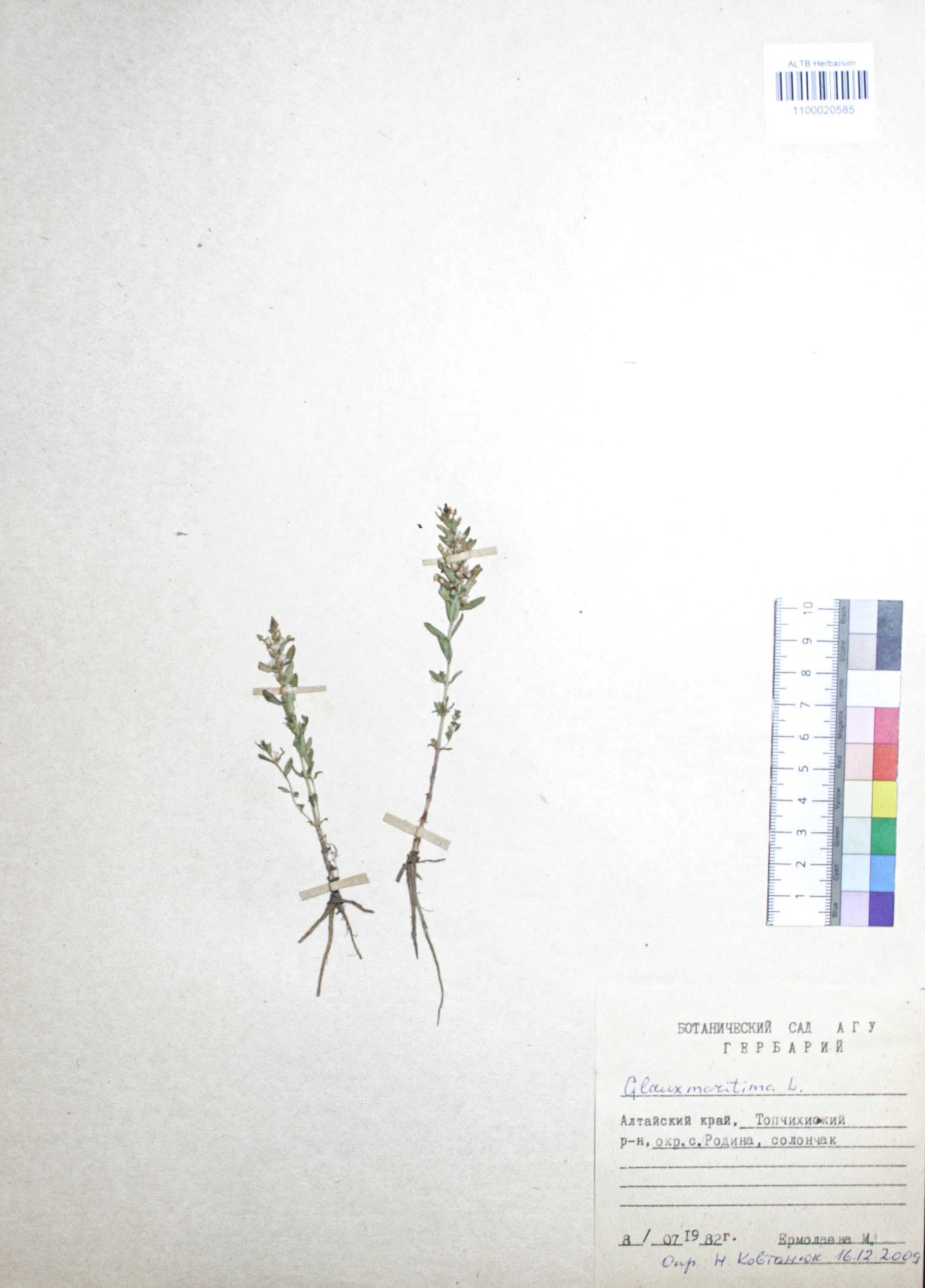 Glaux maritima L.
