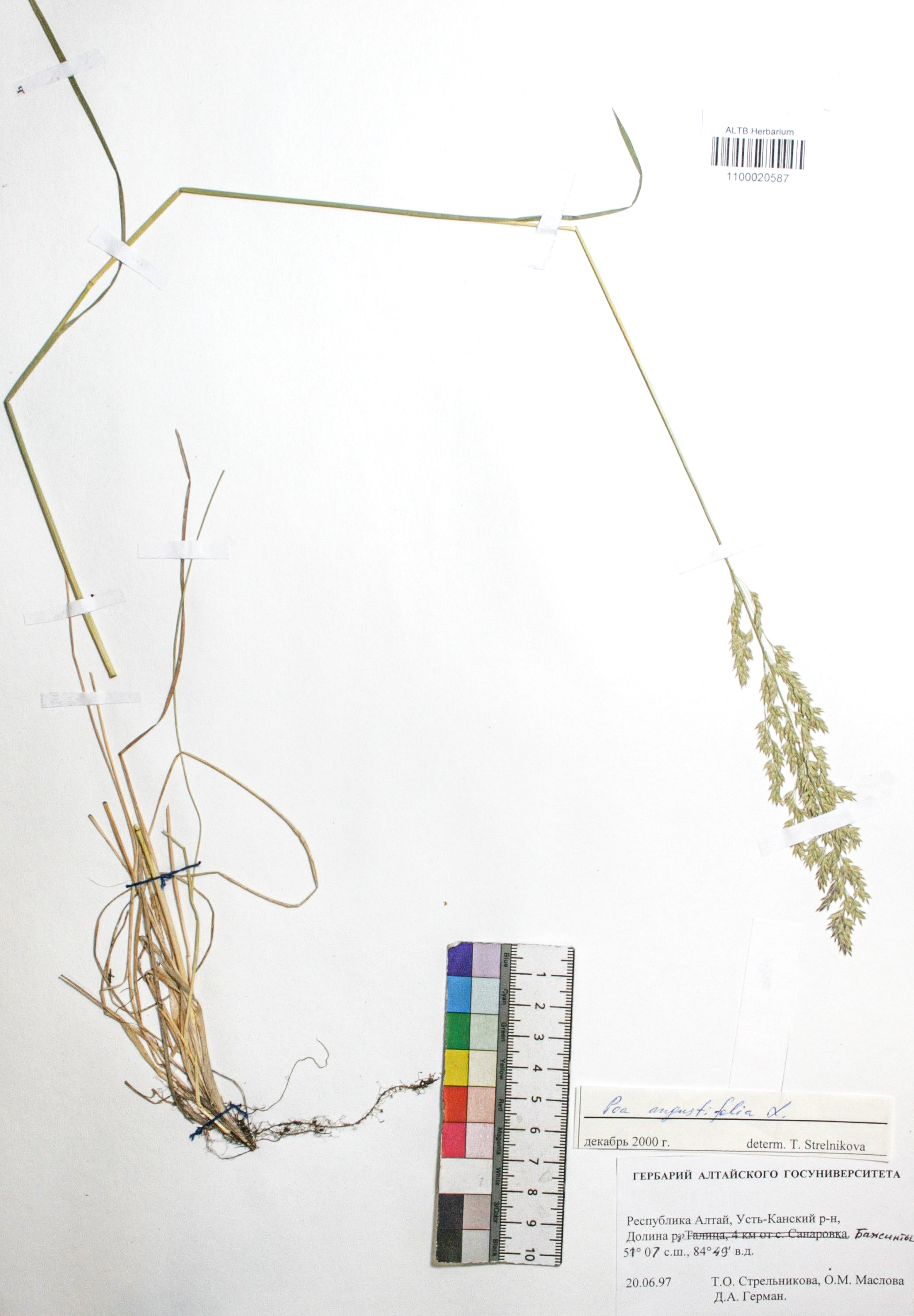 Poa angustifolia L.