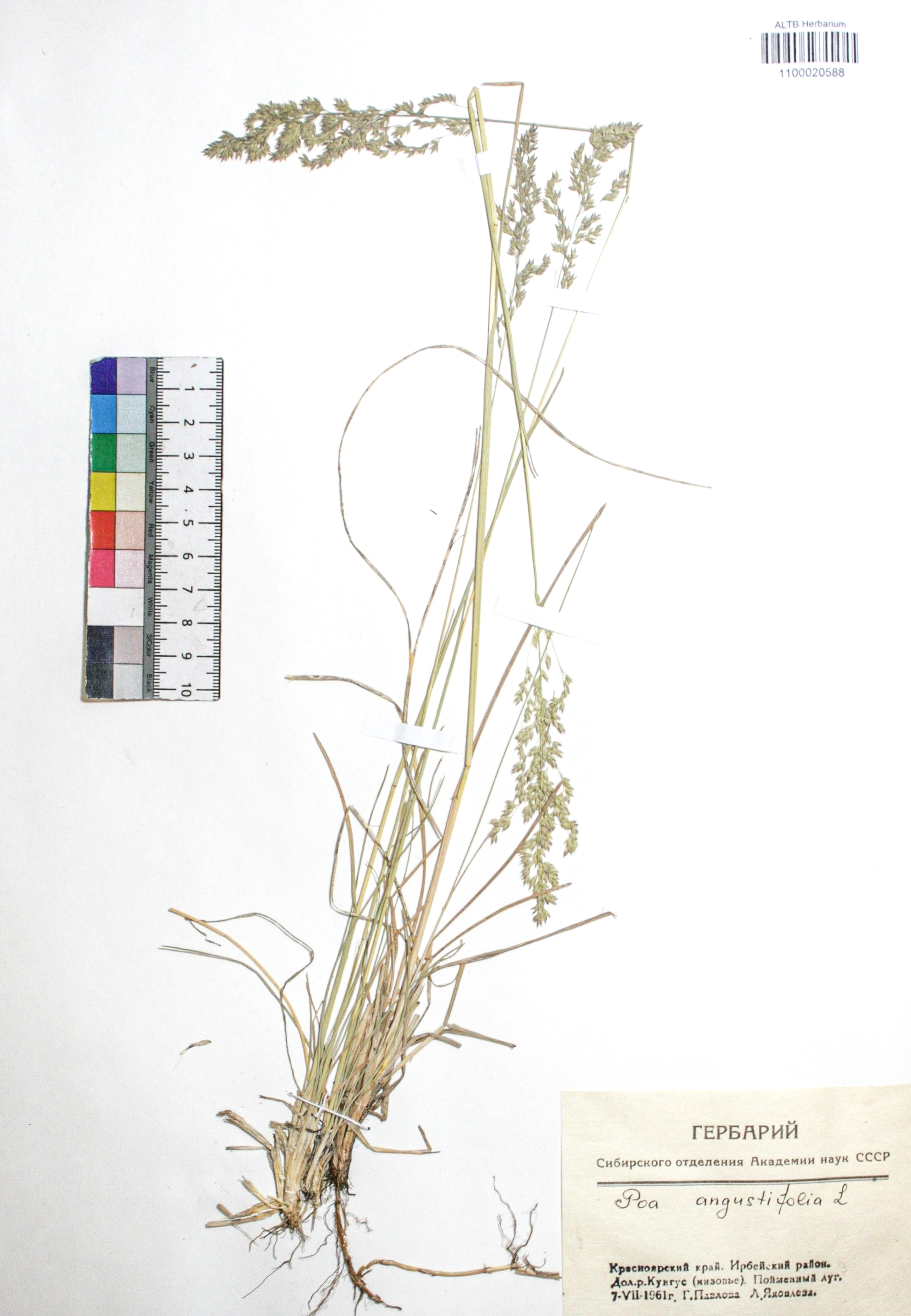 Poa angustifolia L.