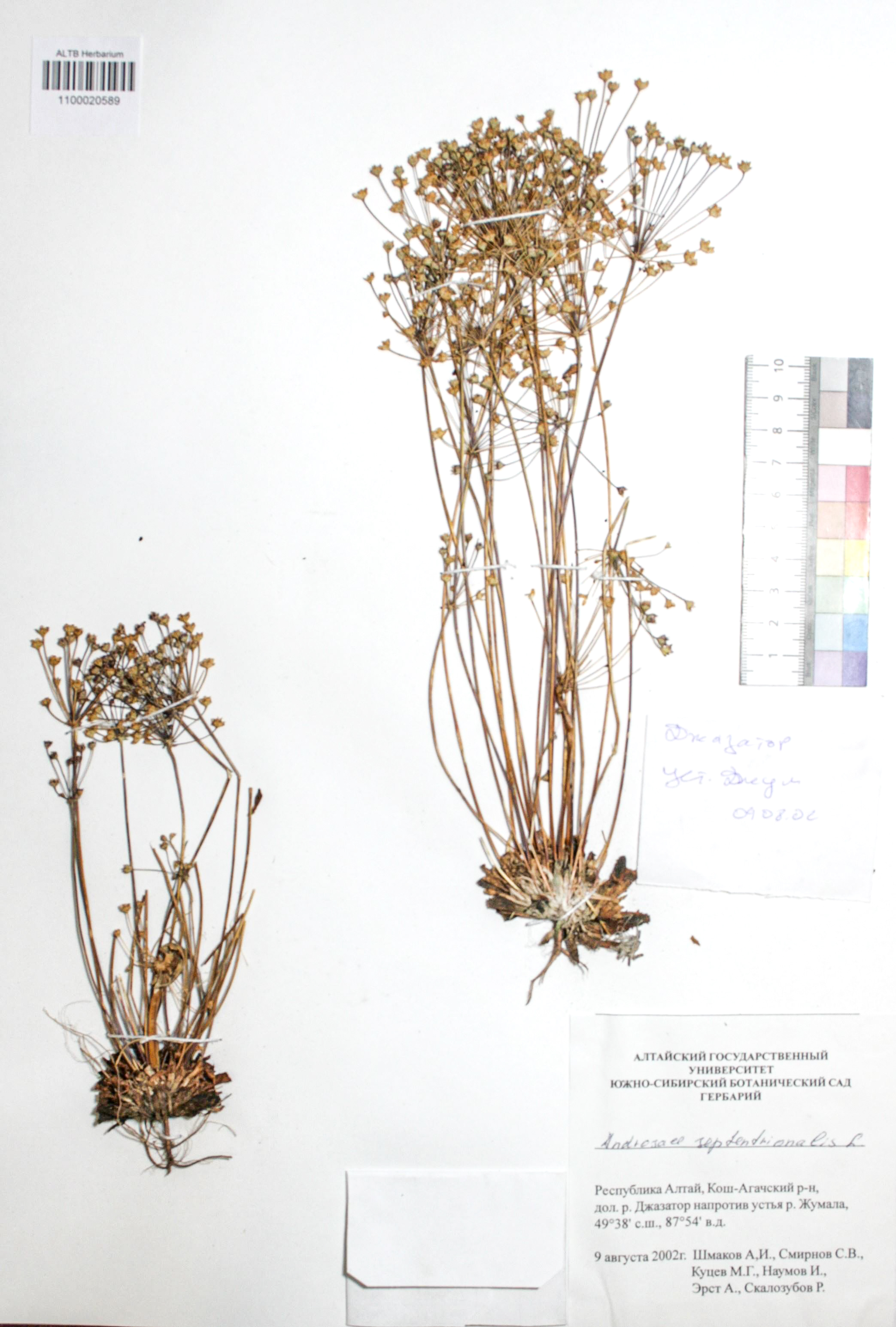 Androsace septentrionalis L.