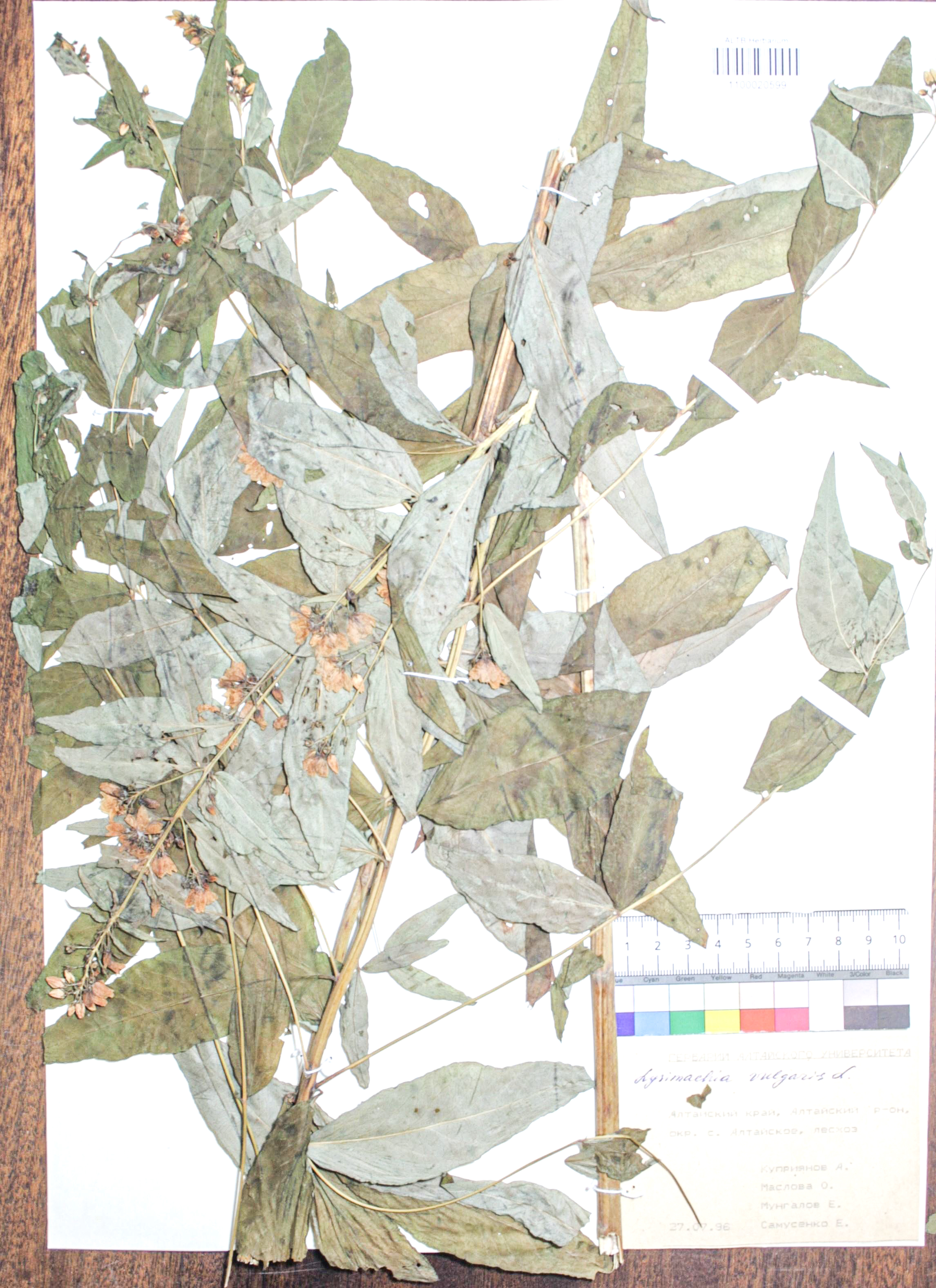 Lysimachia vulgaris L.