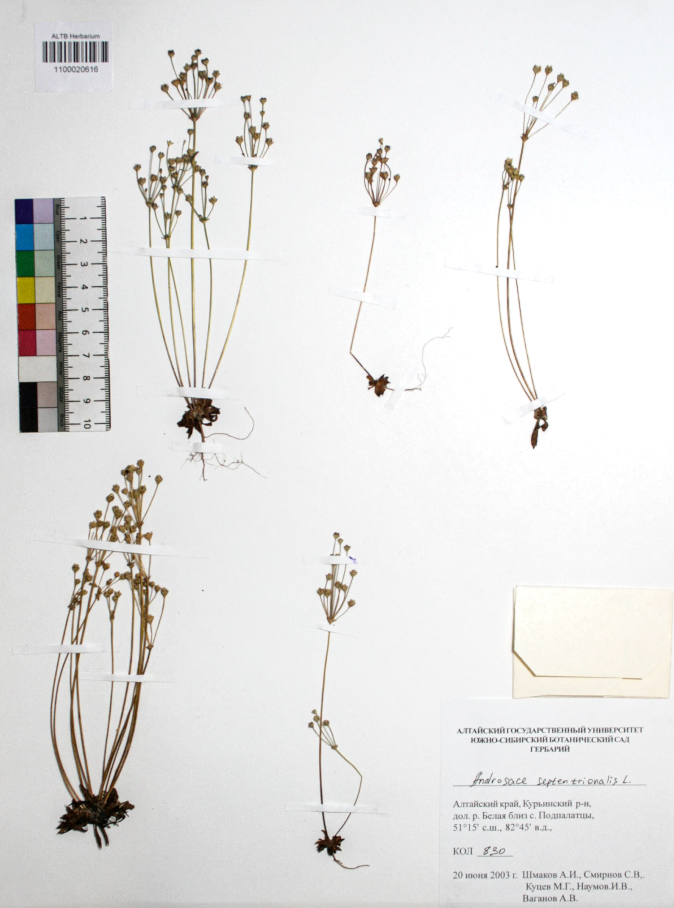 Androsace septentrionalis L.