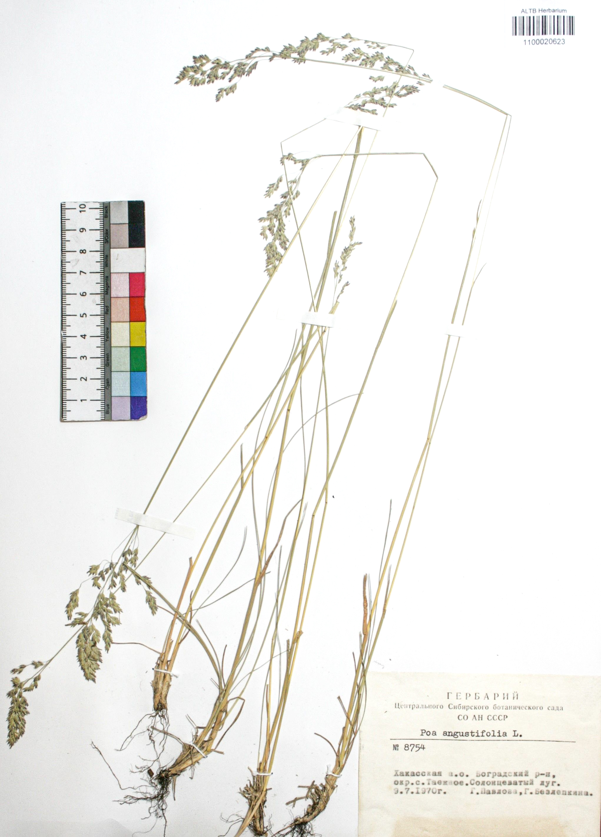 Poa angustifolia L.