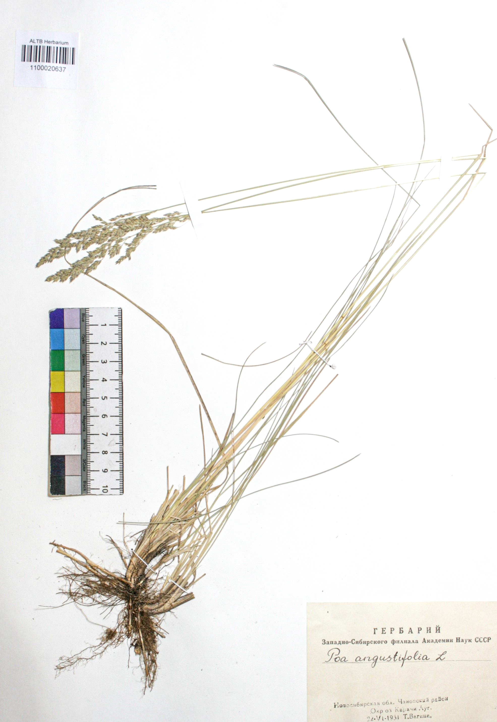 Poa angustifolia L.