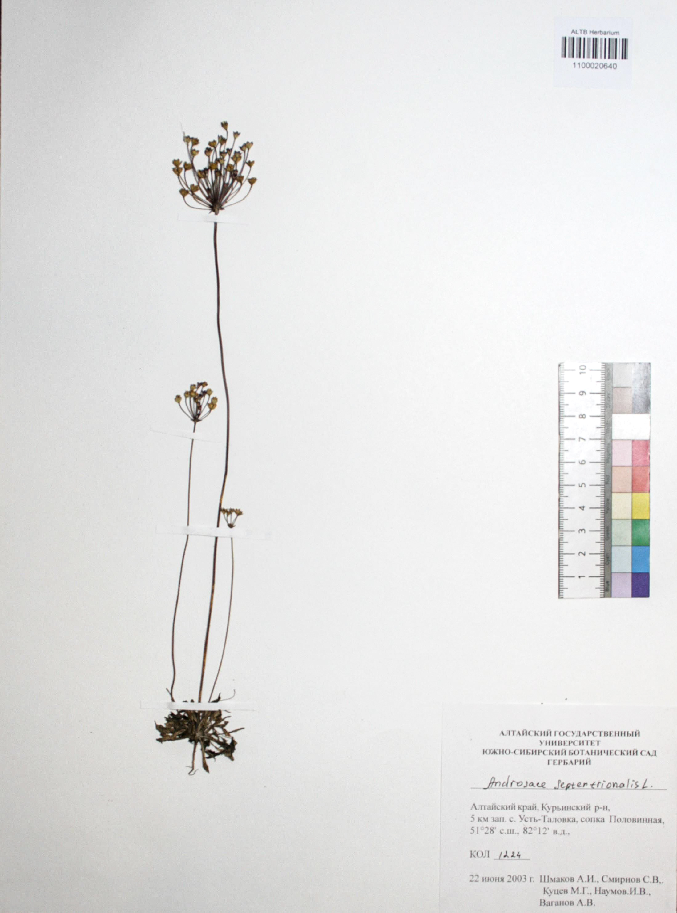 Androsace septentrionalis L.