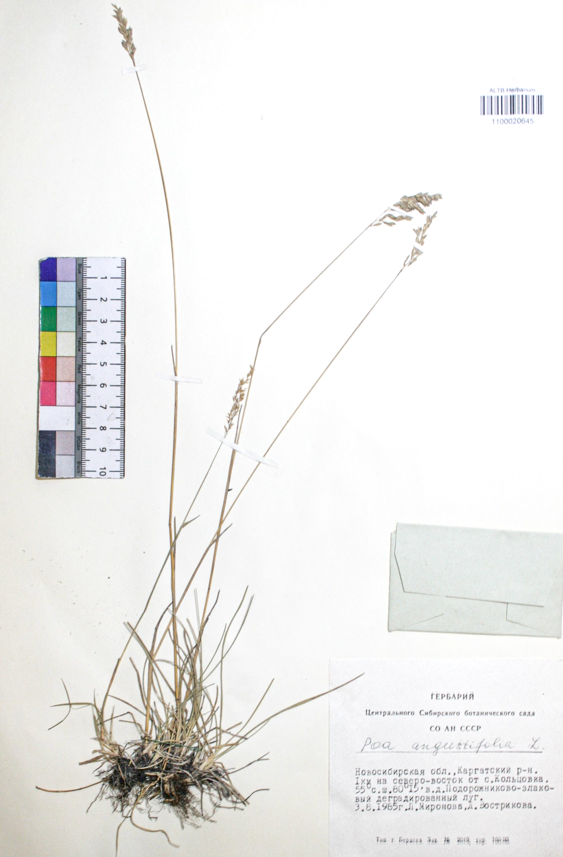Poa angustifolia L.