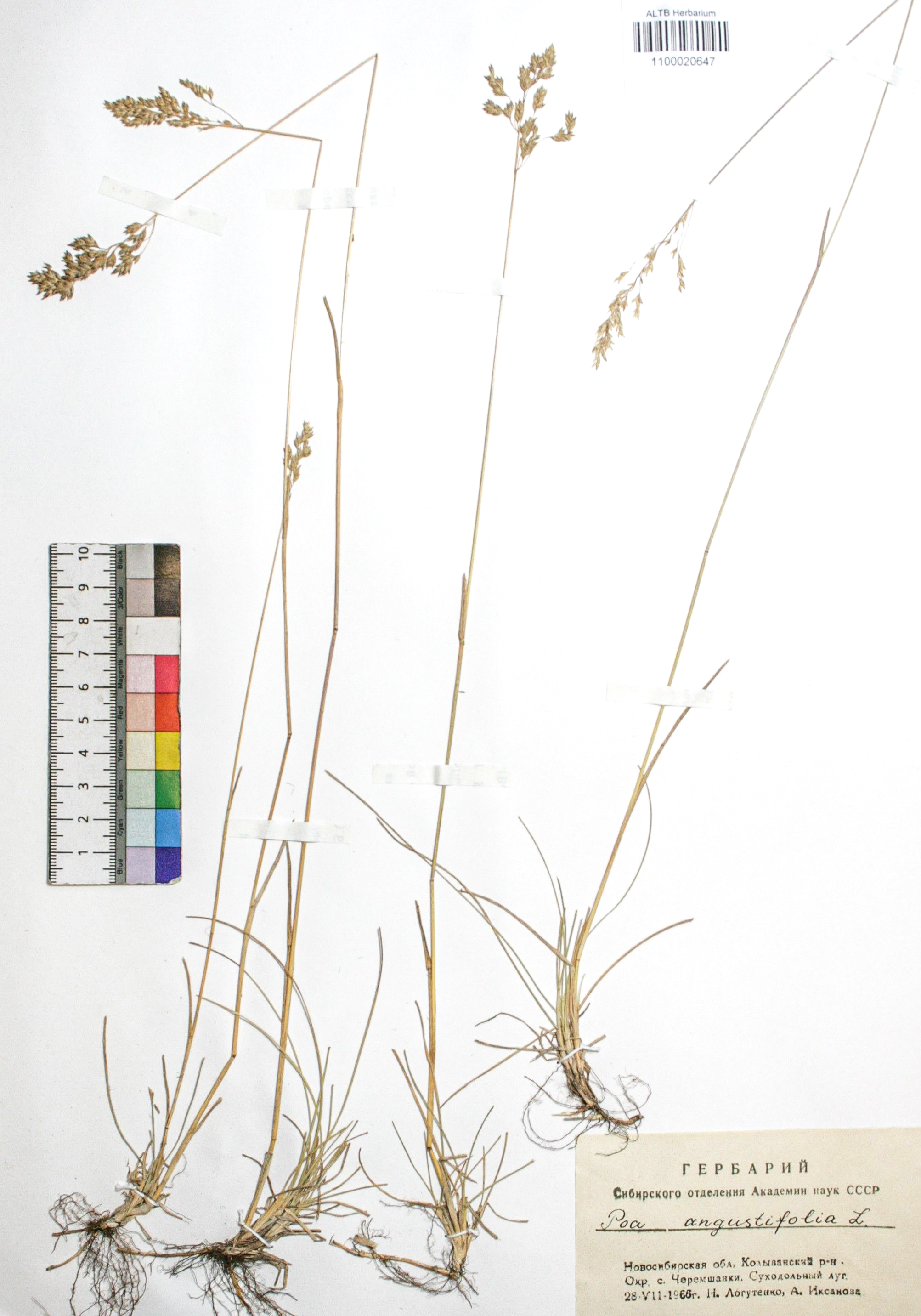 Poa angustifolia L.