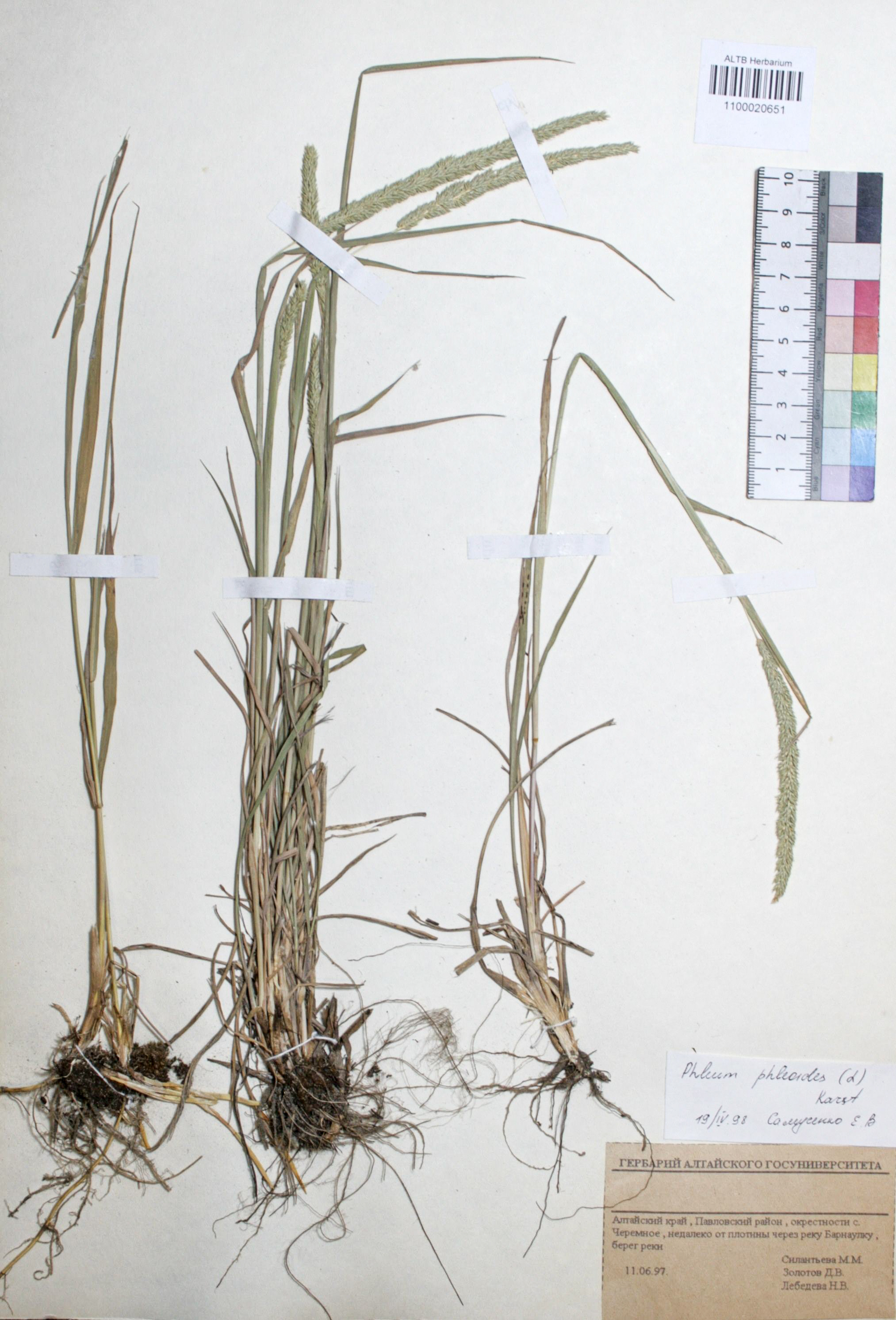 Phleum phleoides (L.) H. Karst.