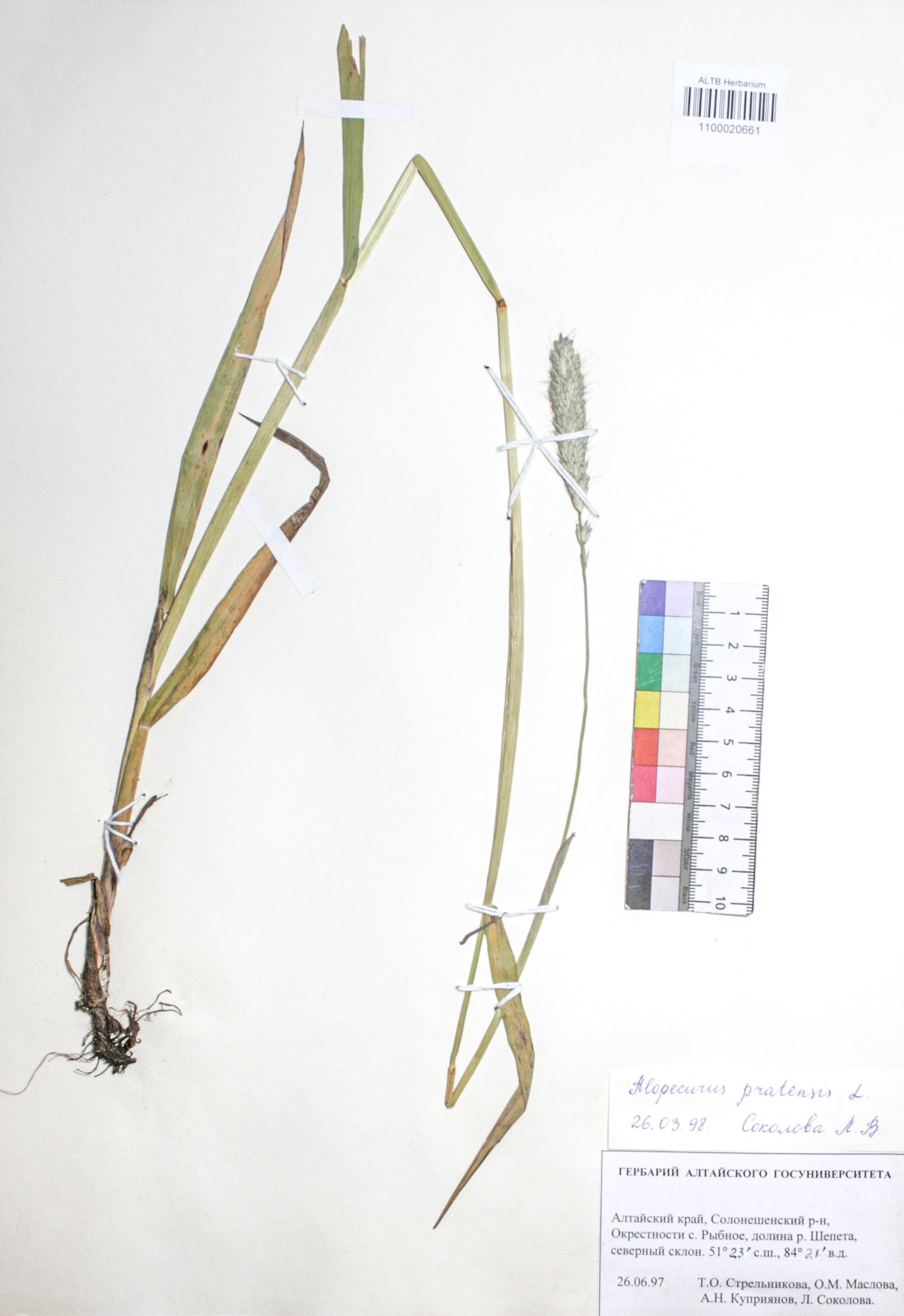 Alopecurus pratensis L.