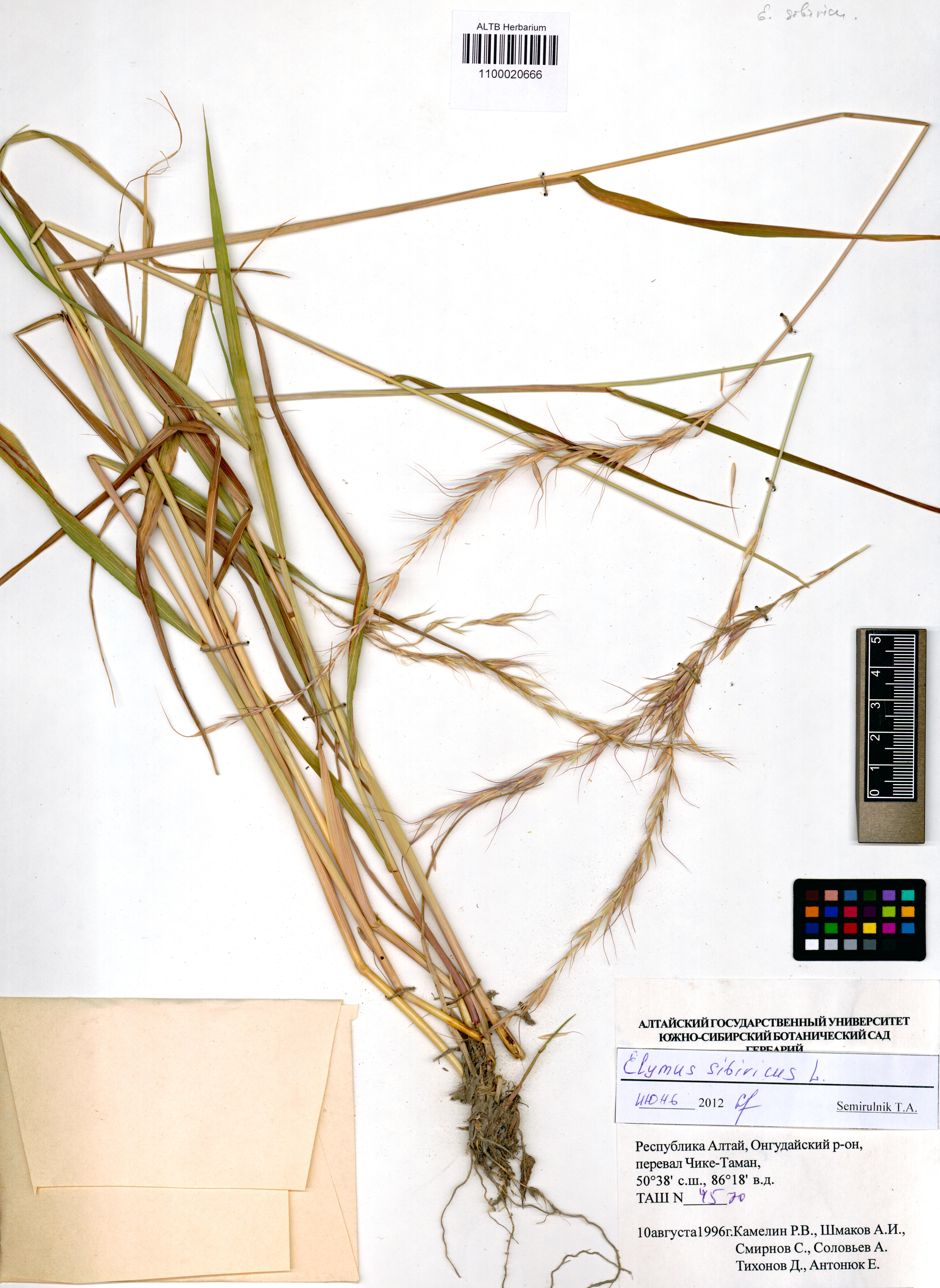 Elymus sibiricus L.