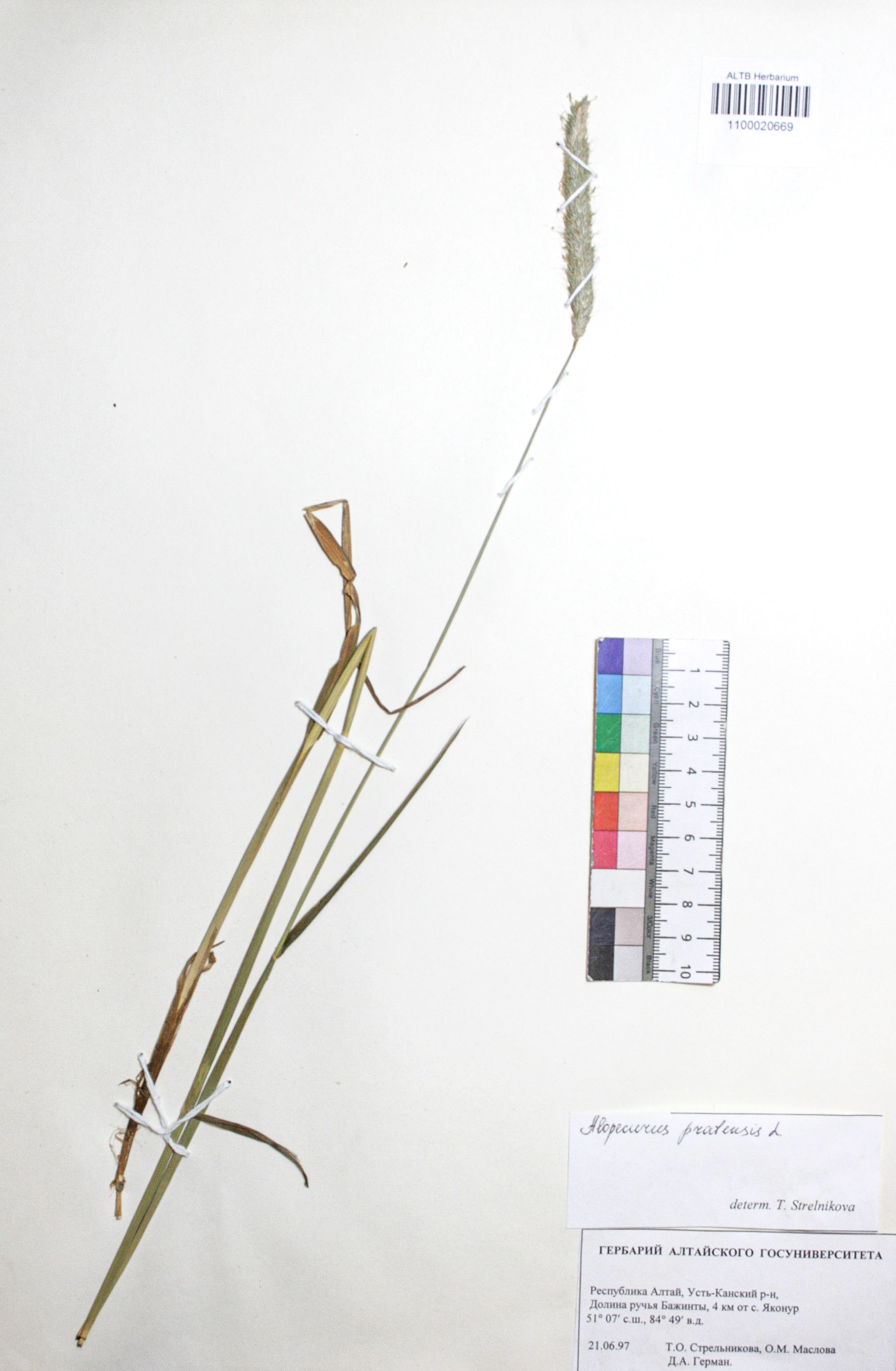 Alopecurus pratensis L.