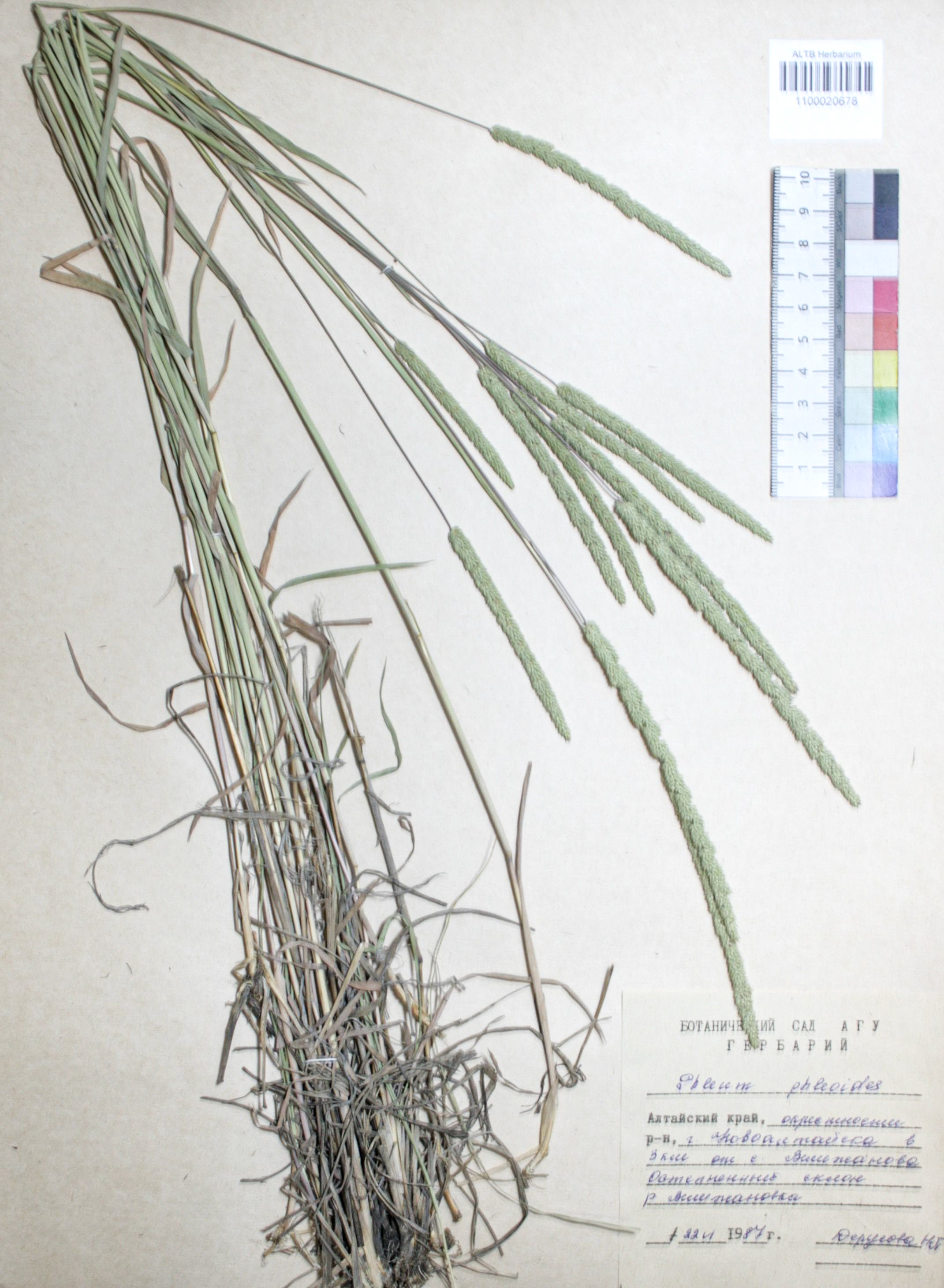 Phleum phleoides (L.) H. Karst.