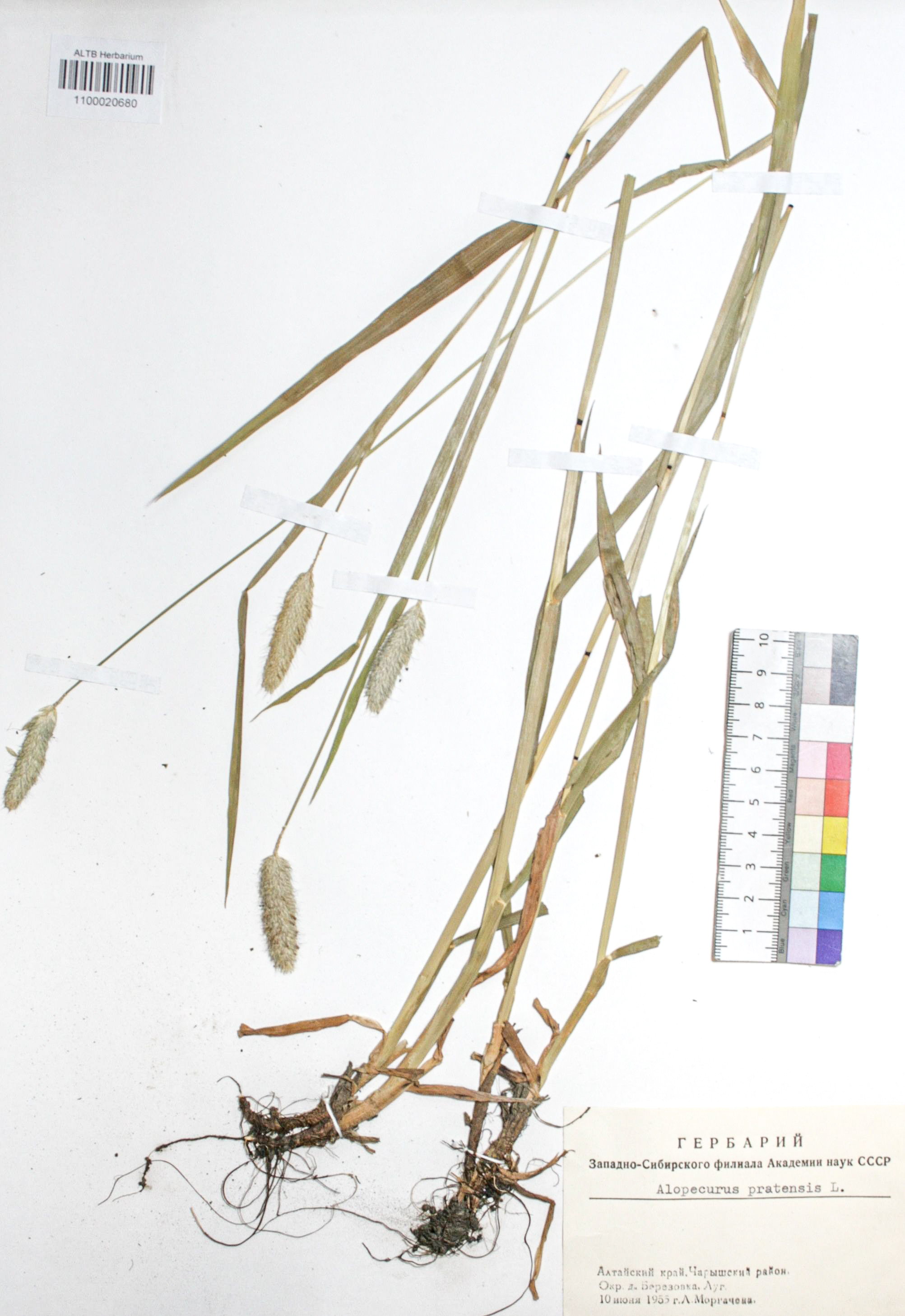 Alopecurus pratensis L.