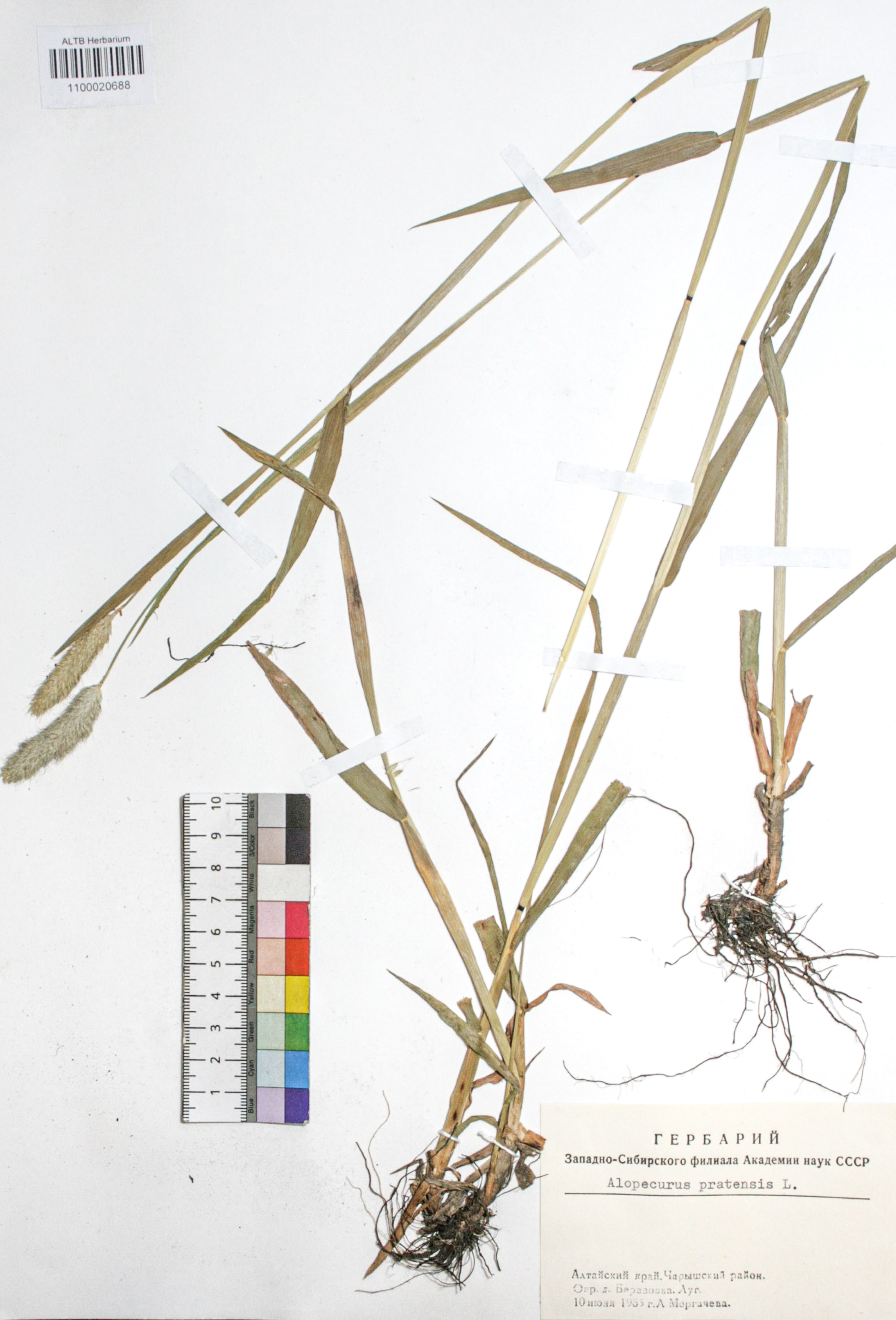 Alopecurus pratensis L.