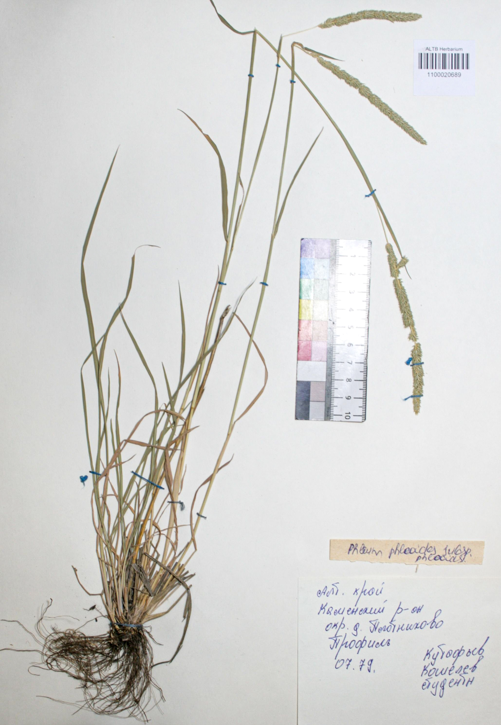 Phleum phleoides (L.) H. Karst.