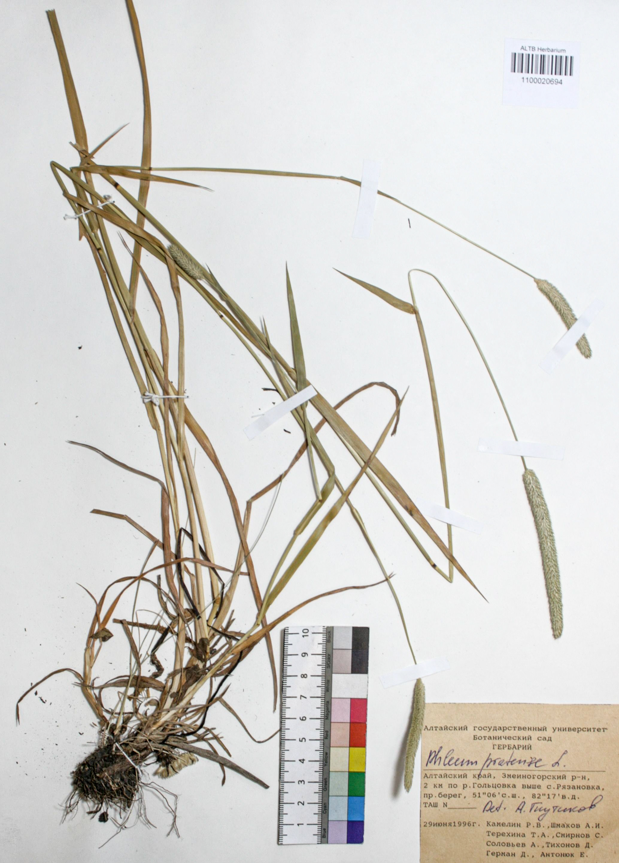 Phleum pratense L.