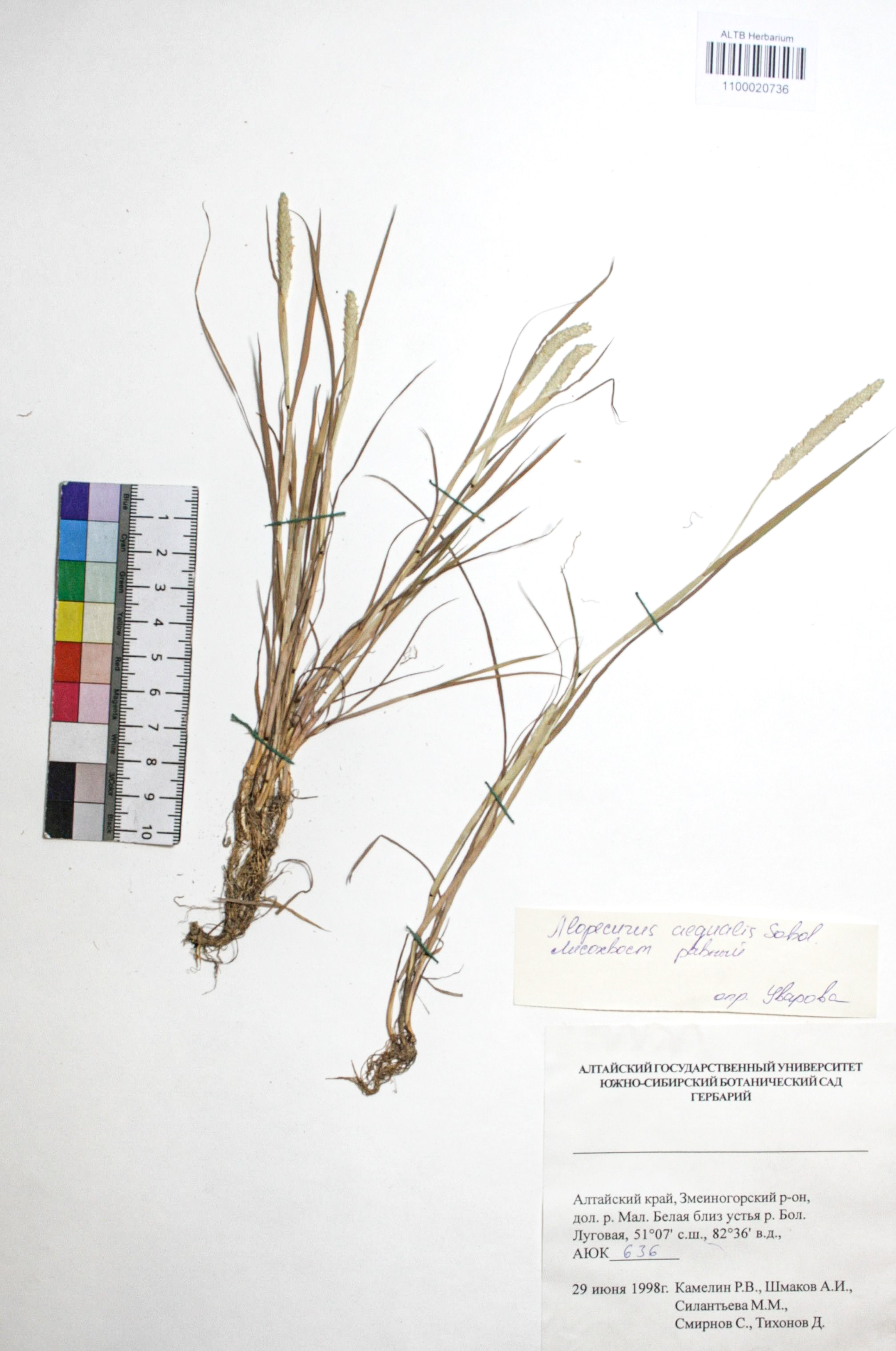 Alopecurus aequalis Sobol.