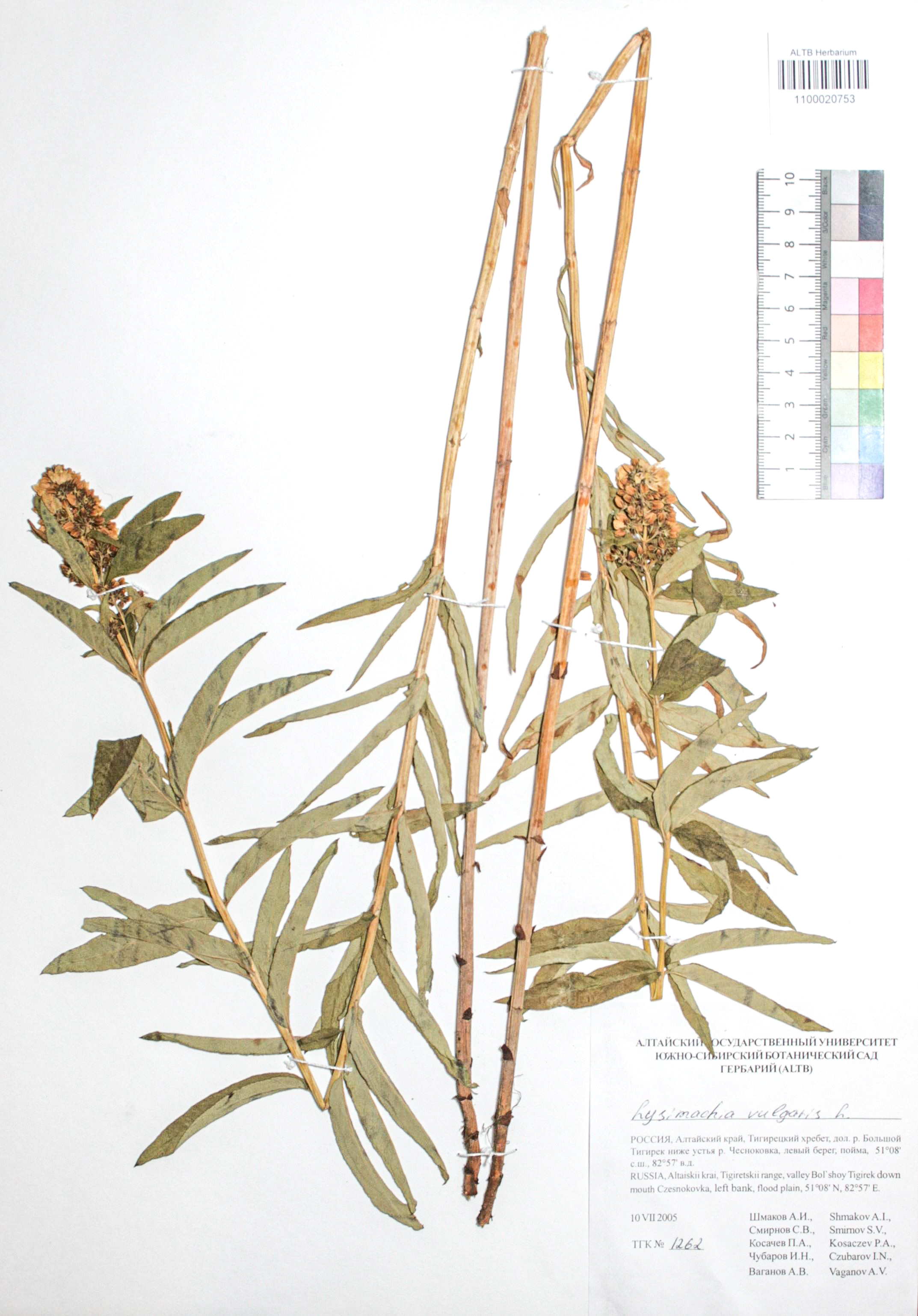 Lysimachia vulgaris L.