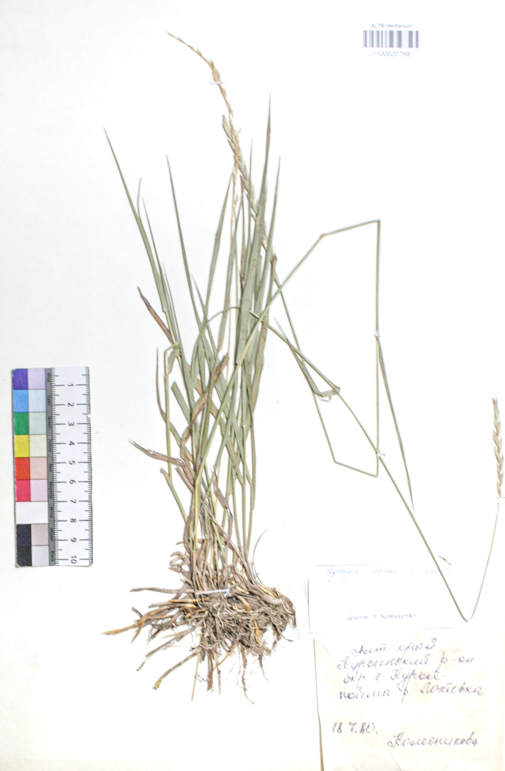 Elytrigia repens (L.) Nevski