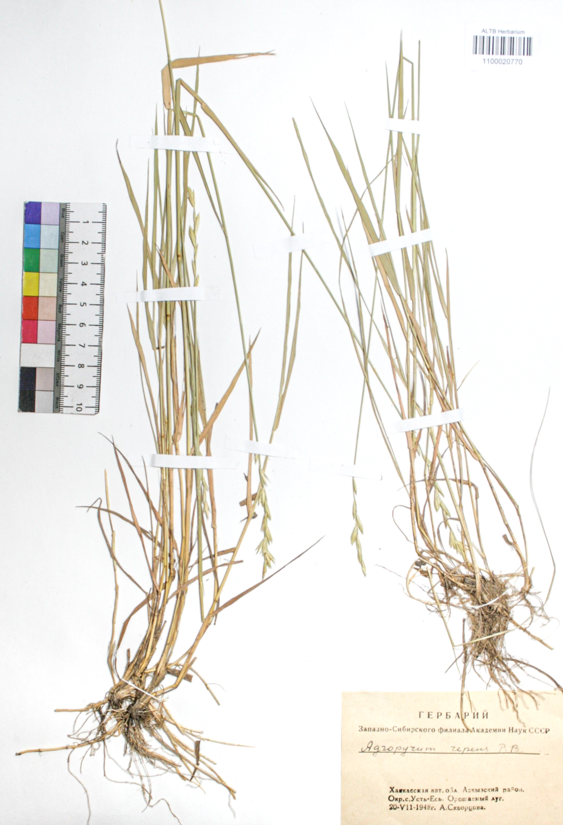 Agropyron repens (L.) P. B.